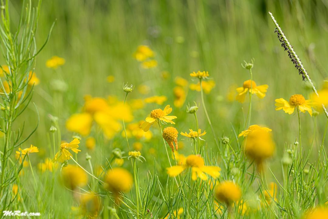 Sigma 70mm F2.8 Art DG Macro for Canon - Customer Photo 1