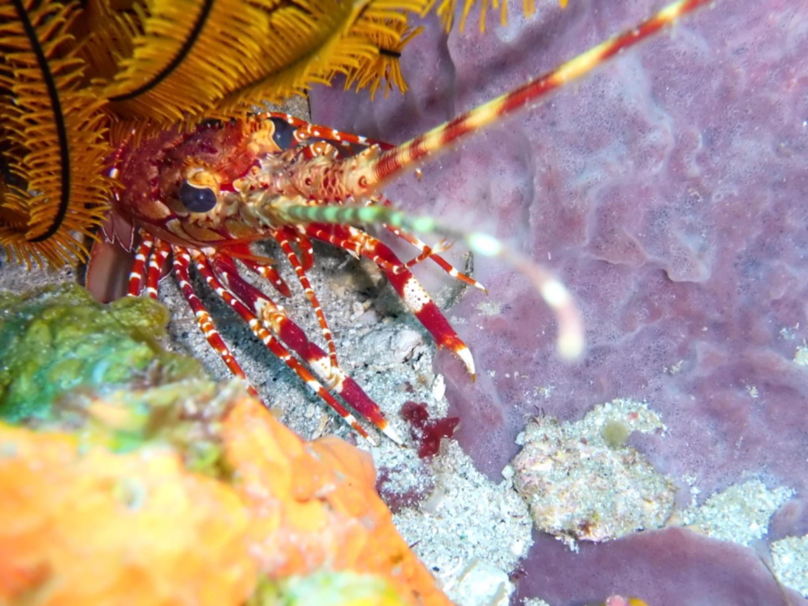 Panasonic DC-TS7A Lumix TS7 Waterproof Tough Camera, 20.4 Megapixels, 4.6X Zoom Lens, USA, with 3 Panasonic DC-TS7A Lumix TS7 Waterproof Tough Camera, 20.4 Megapixels, 4.6X Zoom Lens, USA, with 3