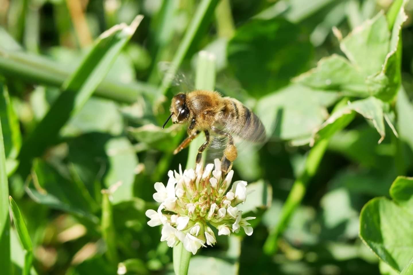 Hoya NXT Plus 58mm UV Filter — Schott B270 Clear Glass with 10-Layer HMC Multi-Coating for 98% Light Transmission, Waterproof Top-Coat, Aluminum Frame - Customer Photo 2