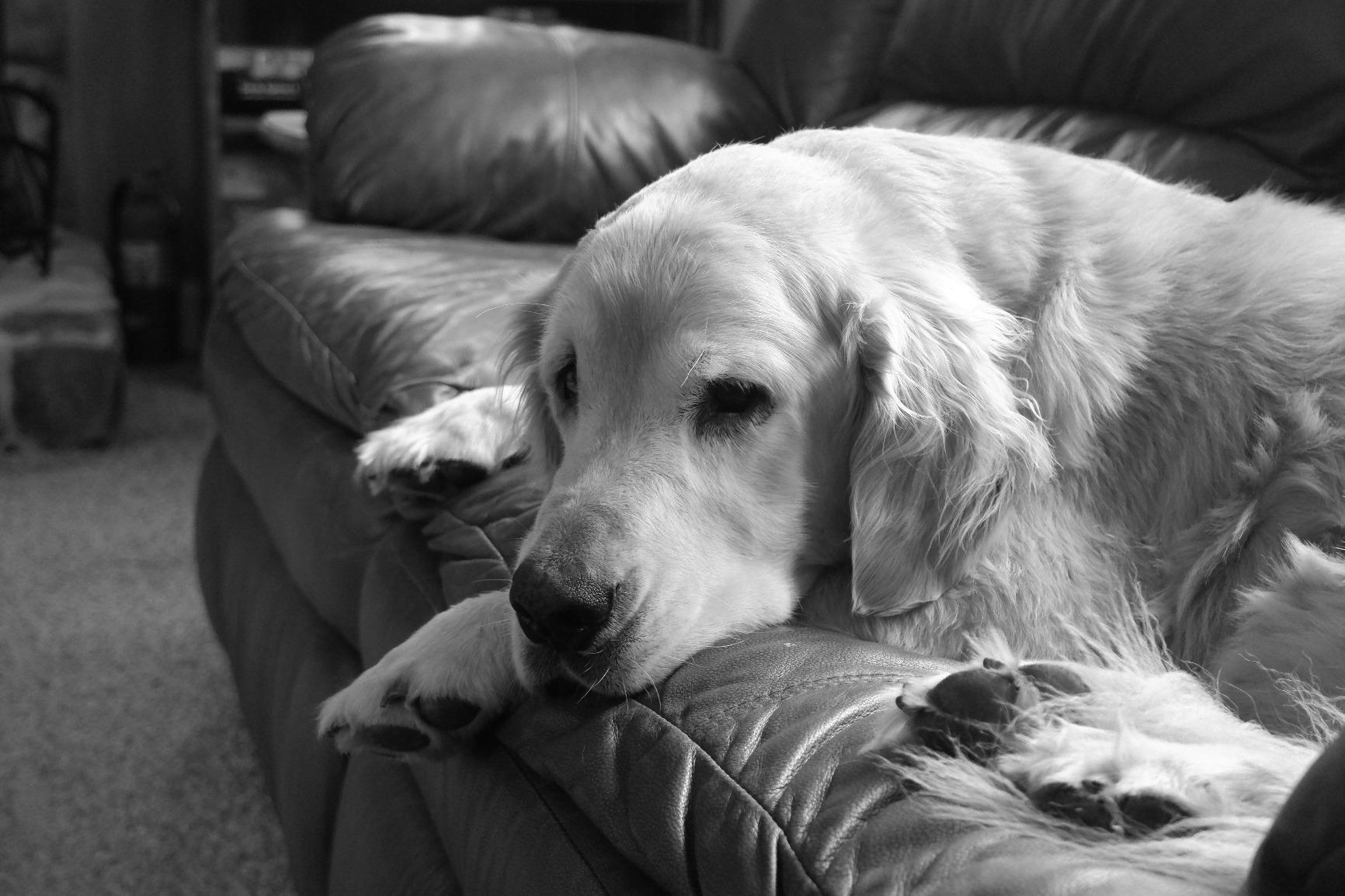 Fujifilm X-T100 Mirrorless Digital Camera, Black (Body Only) - Customer Photo 2