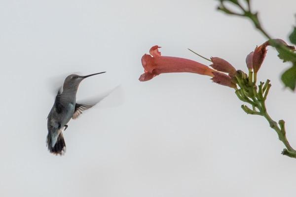 Canon EF 70-200mm f/4L IS II USM Lens for Canon Digital SLR Cameras, White - 2309C002 - Customer Photo 1