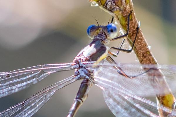 Canon EF 70-200mm f/4L IS II USM Lens for Canon Digital SLR Cameras, White - 2309C002 - Customer Photo 2