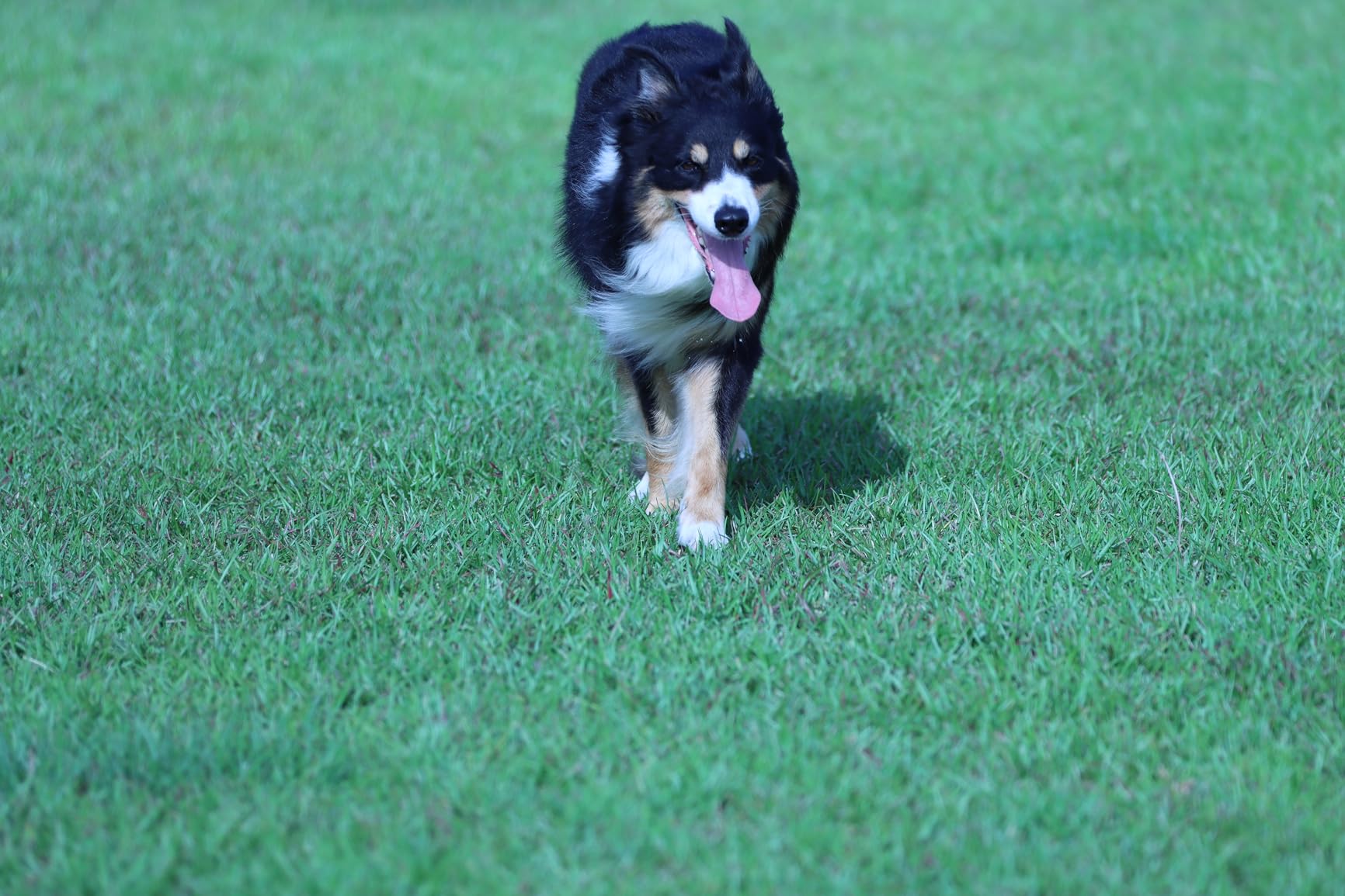 Canon EF 70-200mm f/2.8L IS III USM Lens for Canon Digital SLR Cameras, White - 3044C002 - Customer Photo 1