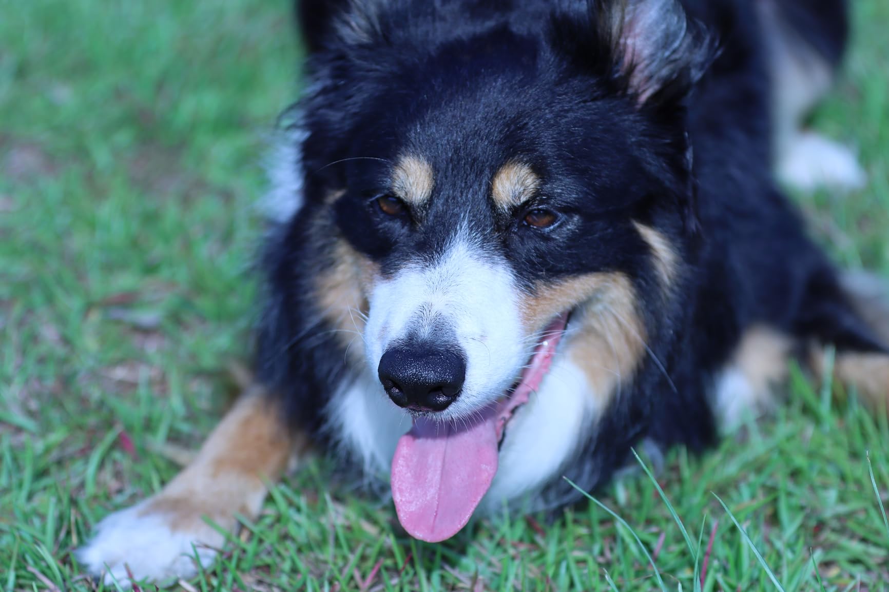 Canon EF 70-200mm f/2.8L IS III USM Lens - Customer Photo 2