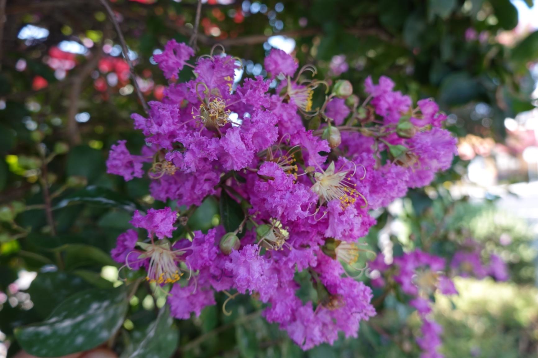 Sony RX100 VI 20.1 MP Premium Compact Digital Camera w/ 1-inch sensor, 24-200mm ZEISS zoom lens and pop-up OLED EVF - Customer Photo 1