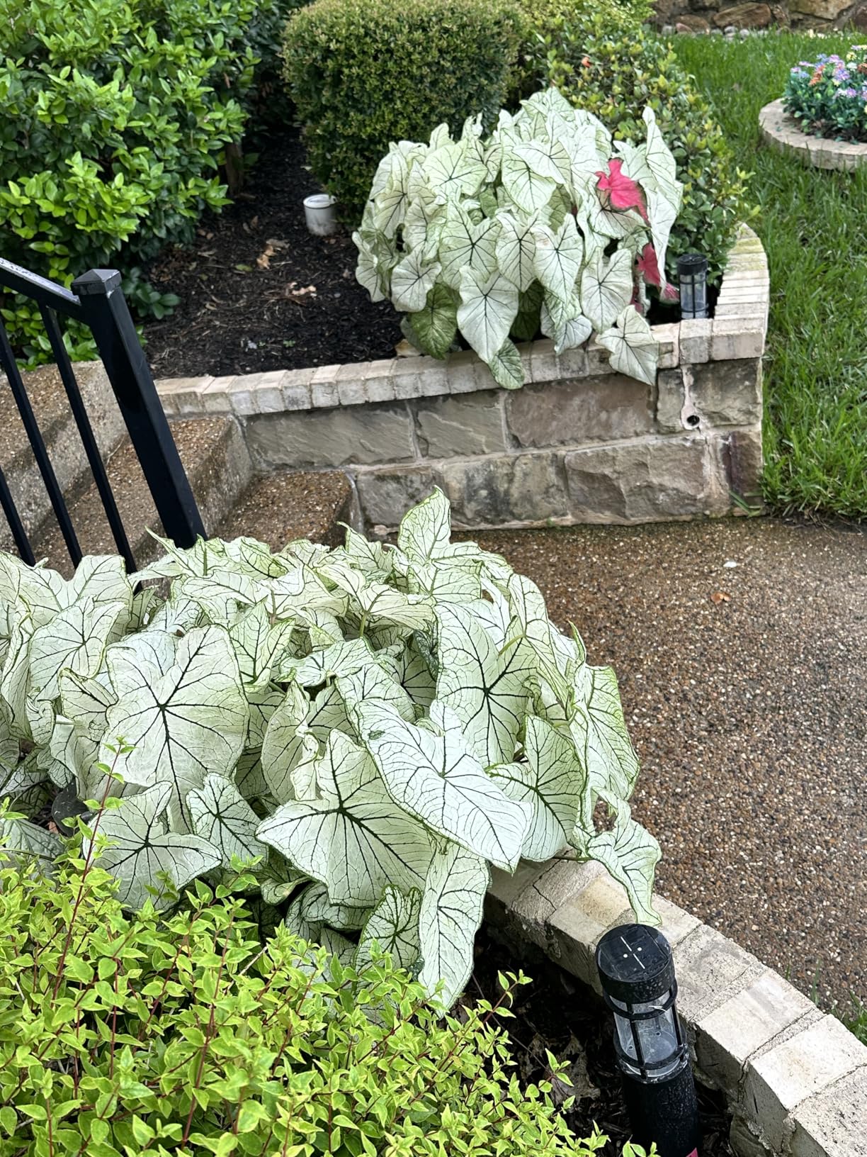 Plant Watering Devices 6 Pack Terracotta Vacation Plant Waterer Wine Bottle Watering Stakes Slow Release Plant Watering Spikes Self Watering Devices for Indoor Outdoor Plants - Customer Photo 1