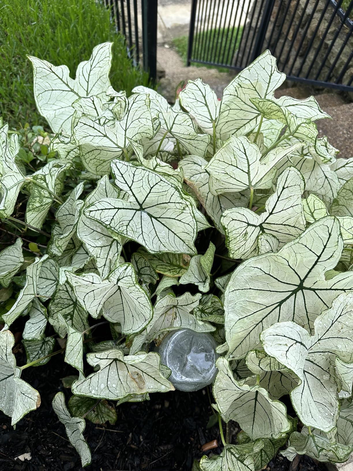 Plant Watering Devices 6 Pack Terracotta Vacation Plant Waterer Wine Bottle Watering Stakes Slow Release Plant Watering Spikes Self Watering Devices for Indoor Outdoor Plants - Customer Photo 2