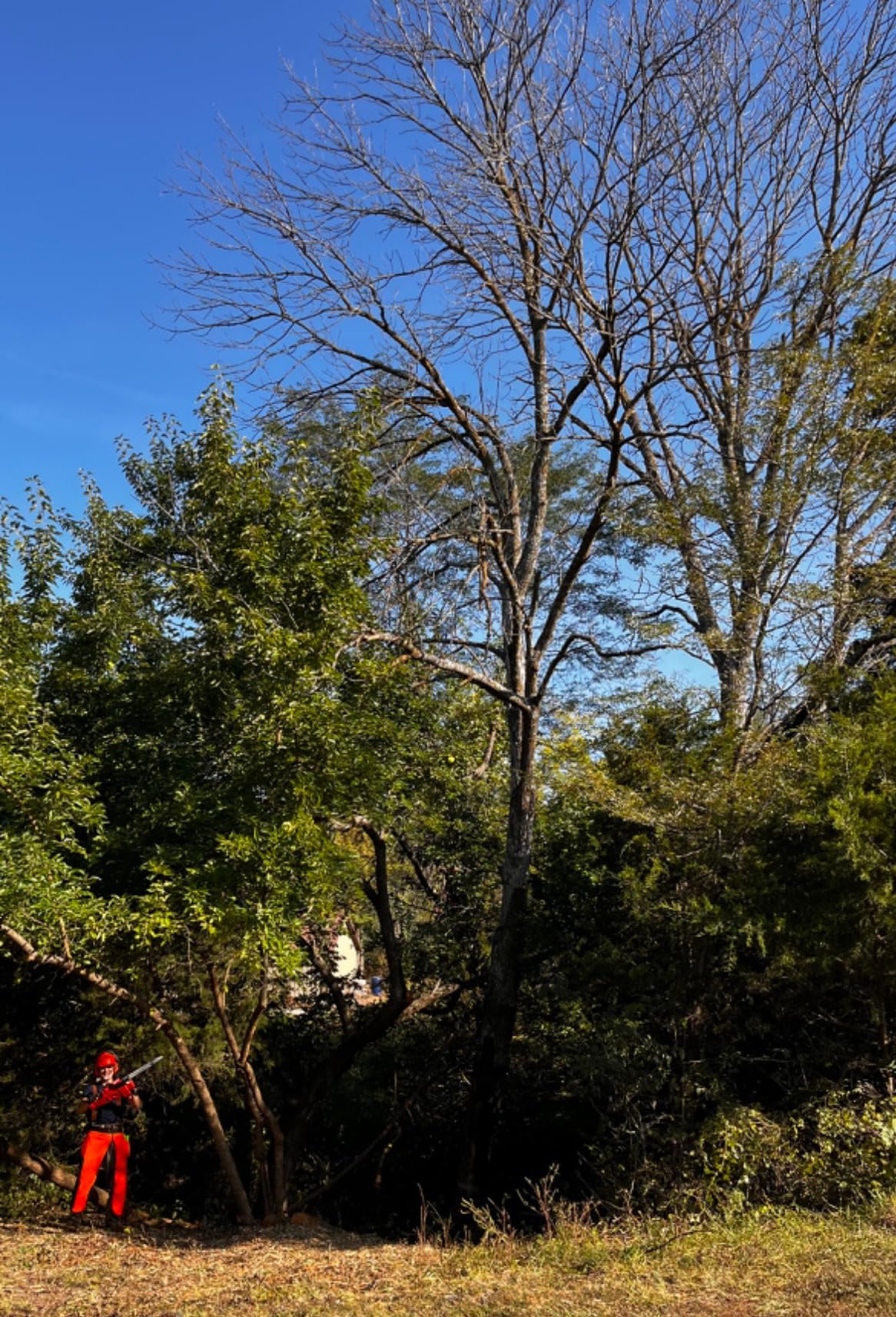 Milwaukee 2727-20 M18 FUEL 16 in. Chainsaw Tool Only - Battery and Charger NOT Included Customer Review Milwaukee 2727-20 M18 FUEL 16 in. Chainsaw Tool Only - Battery and Charger NOT Included - Customer Photo 2