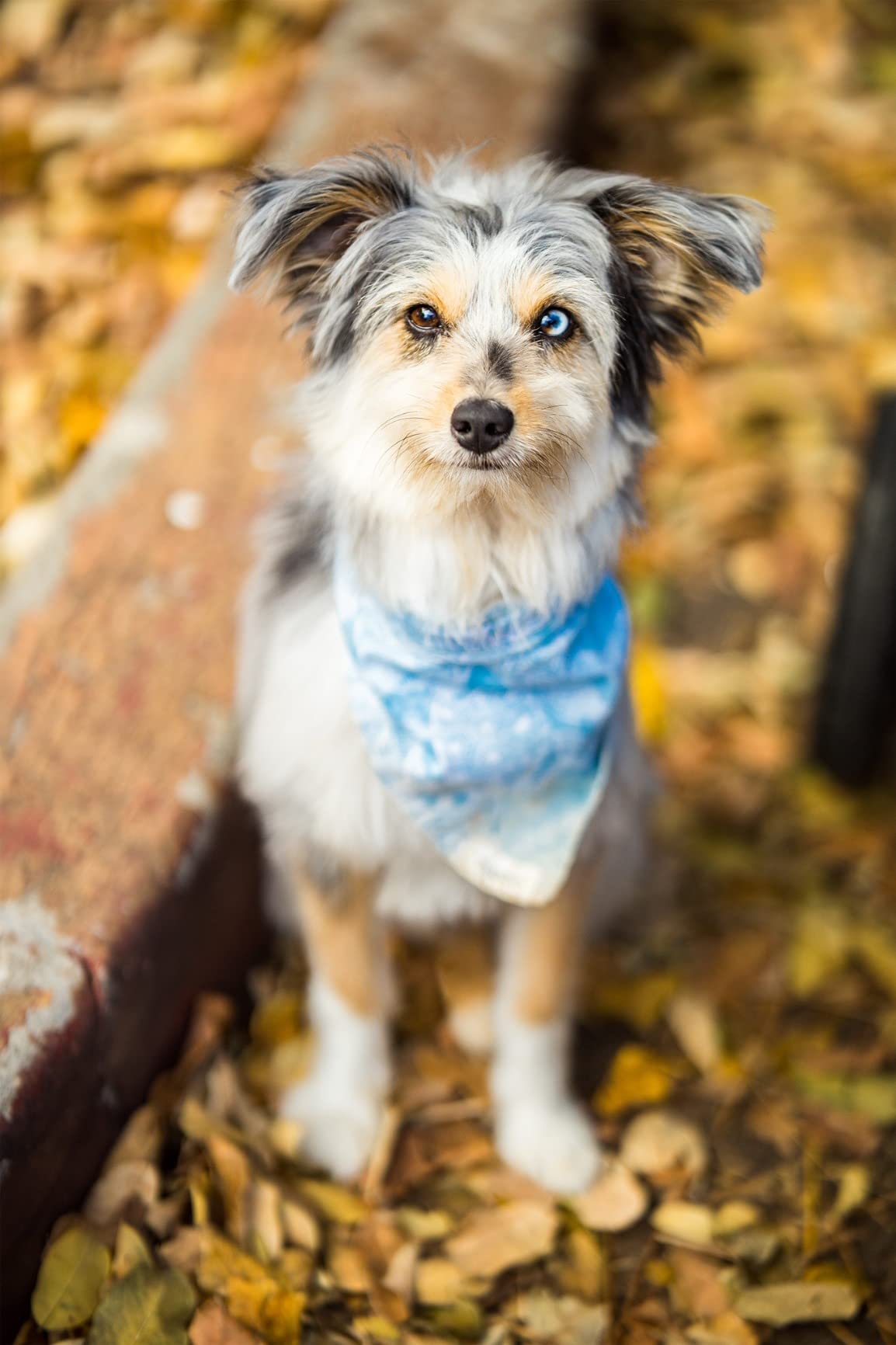 Samyang 85mm f/1.4 Auto-Focus Telephoto Lens for Canon EF/EF-S - Customer Photo 1