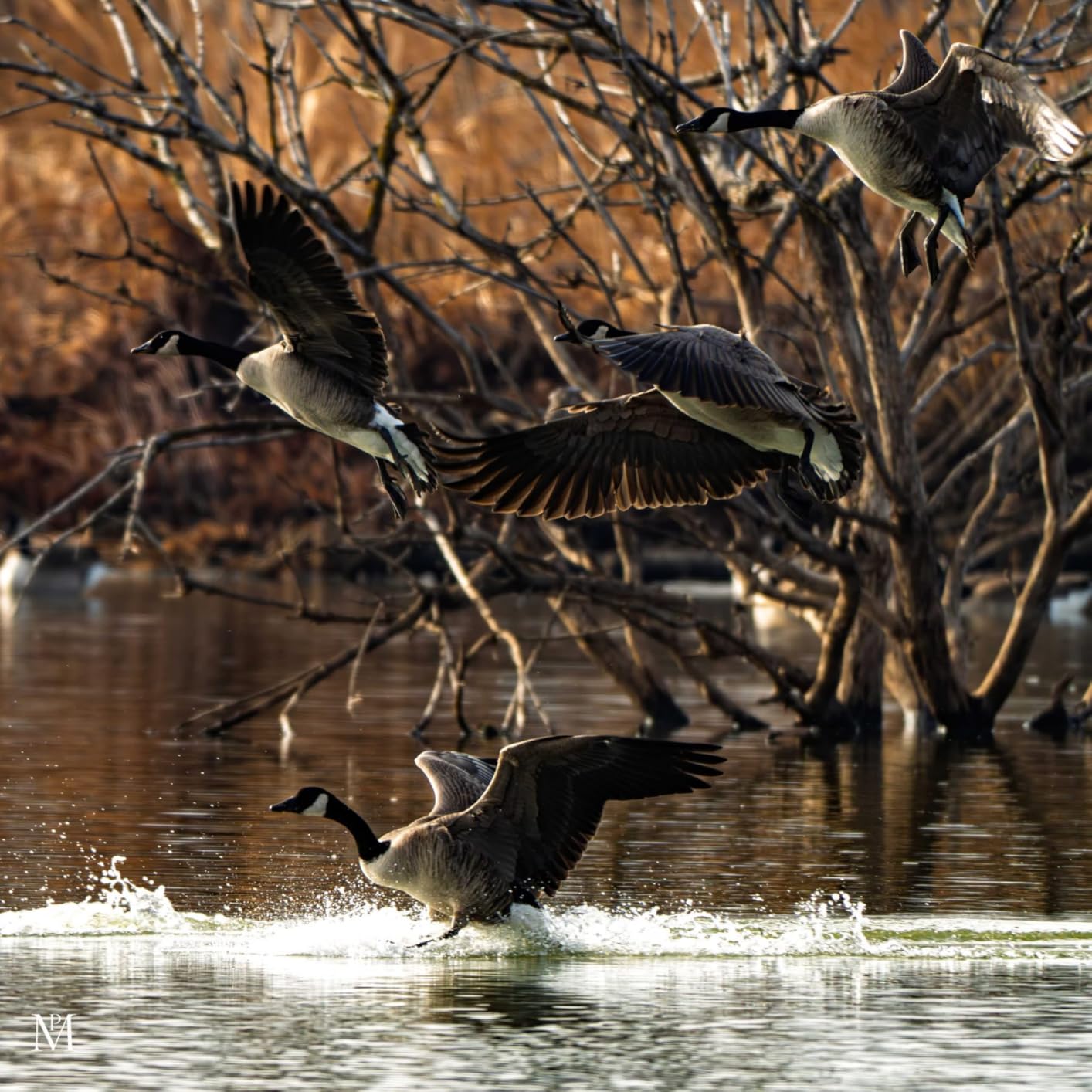 SIRUI PH-Series Carbon Fiber Gimbal Head (PH-30) - Customer Photo 1