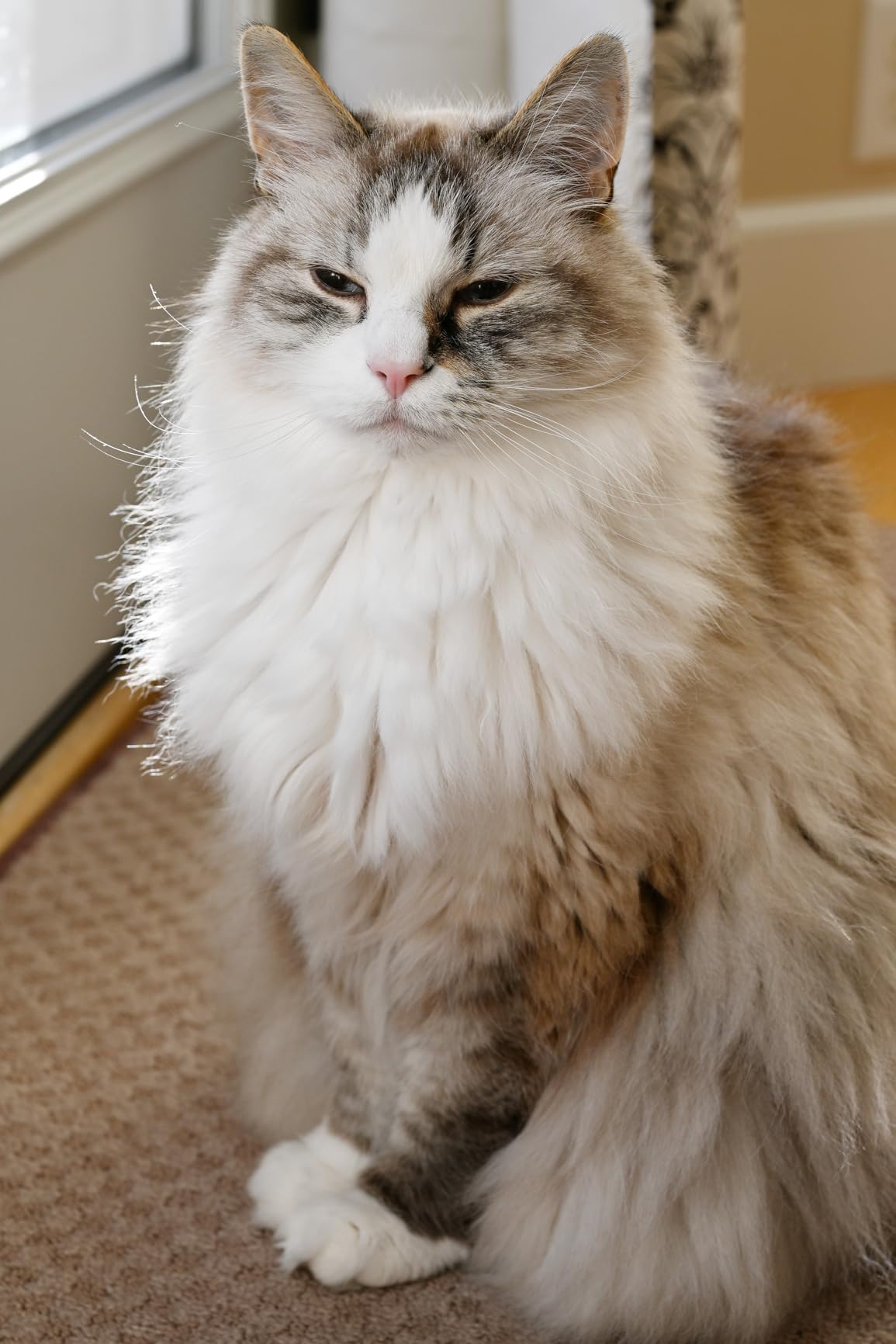 Nikon NIKKOR Z 50mm f/1.8 S | Premium large aperture 50mm prime lens for Z series mirrorless cameras - Customer Photo 1