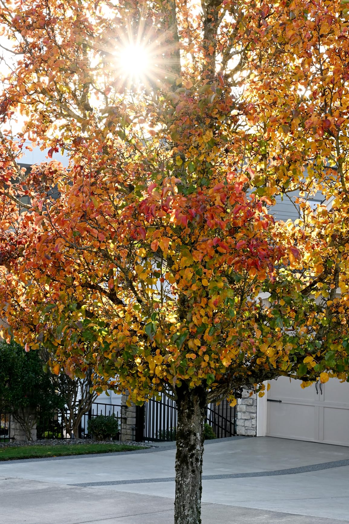 Nikon NIKKOR Z 50mm f/1.8 S Lens - Customer Photo 5