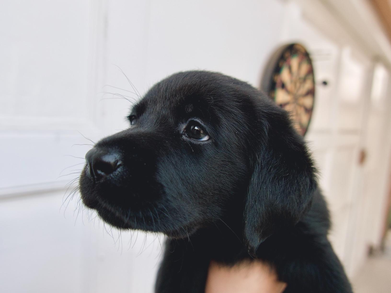 Panasonic Lumix LX100 II Large Four Thirds 21.7 MP Multi Aspect Sensor 24-75mm Leica DC VARIO-SUMMILUX F1.7-2.8 Lens Wi-Fi and Bluetooth Camera with 3\