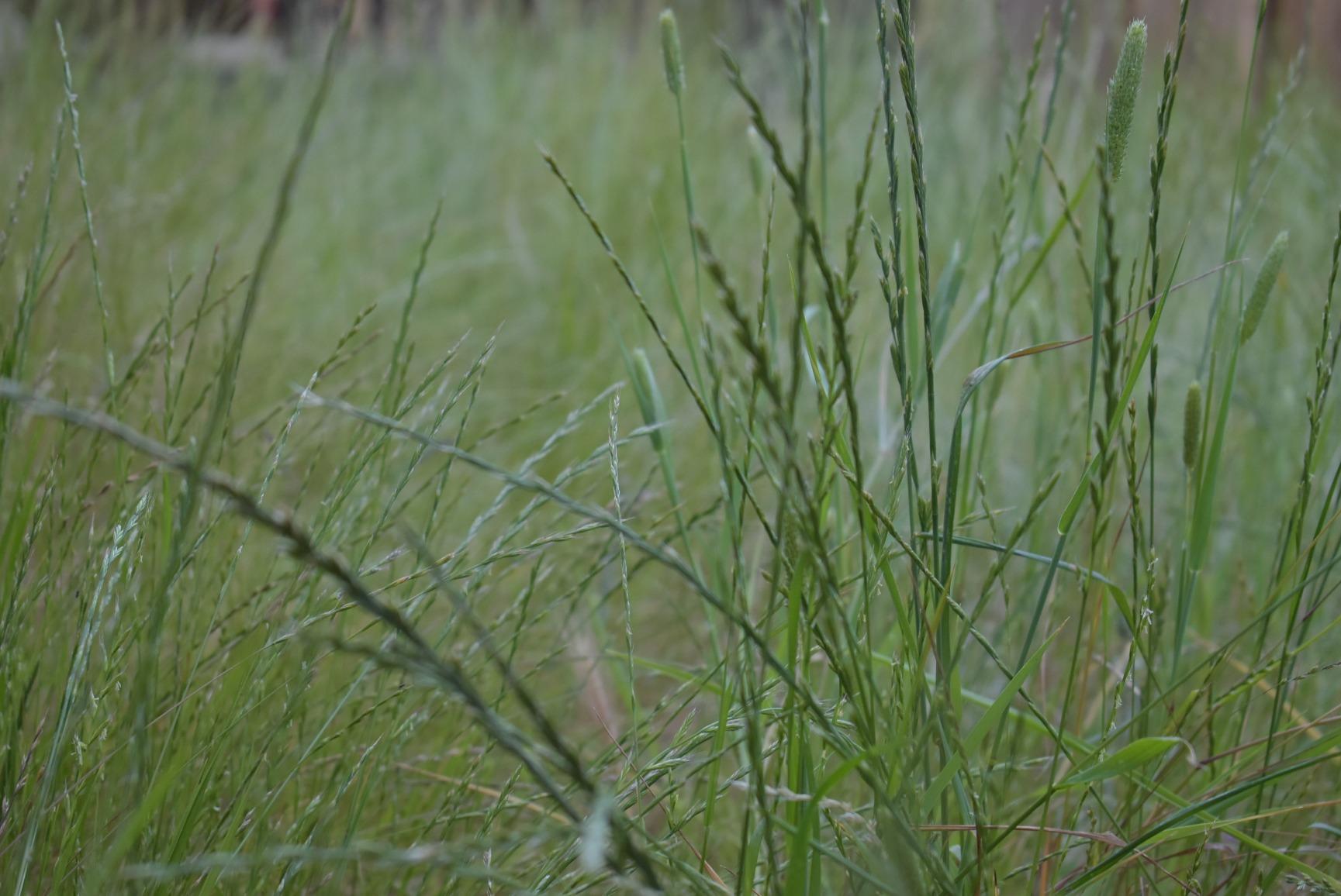 Nikon D3500 W/ AF-P DX NIKKOR 18-55mm f/3.5-5.6G VR Black - Customer Photo 1