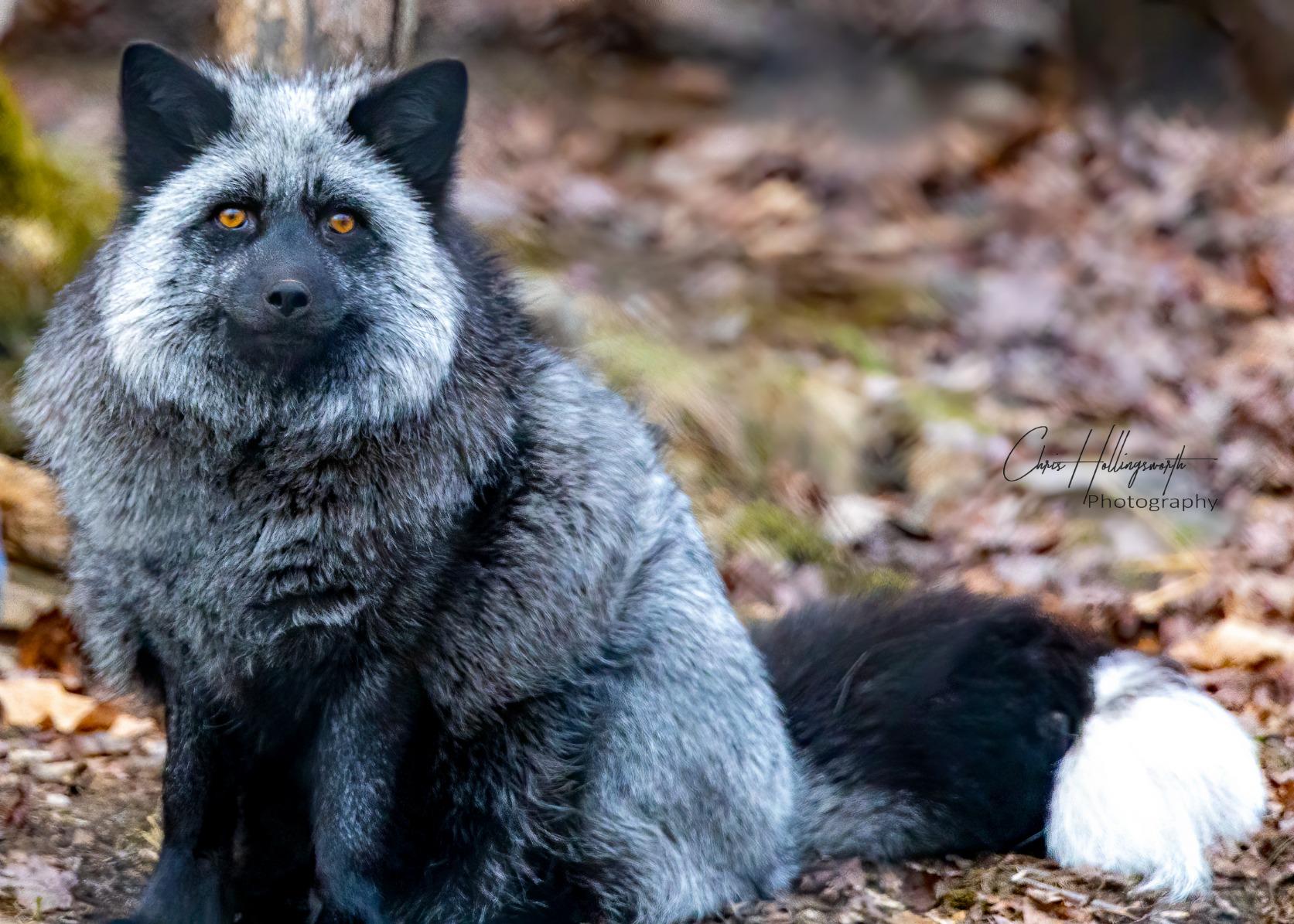 Canon EOS R, Vlogging and Content Creator Camera 4K UHD, Digital Single-Lens Non-Reflex AF/AE, 0.76 Magnification, OLED Color Electronic Viewfinder, CMOS Sensor, Mirrorless, Full-Frame (Body Only) Customer Review Canon EOS R, Vlogging and Content Creator Camera 4K UHD, Digital Single-Lens Non-Reflex AF/AE, 0.76 Magnification, OLED Color Electronic Viewfinder, CMOS Sensor, Mirrorless, Full-Frame (Body Only) - Customer Photo 1