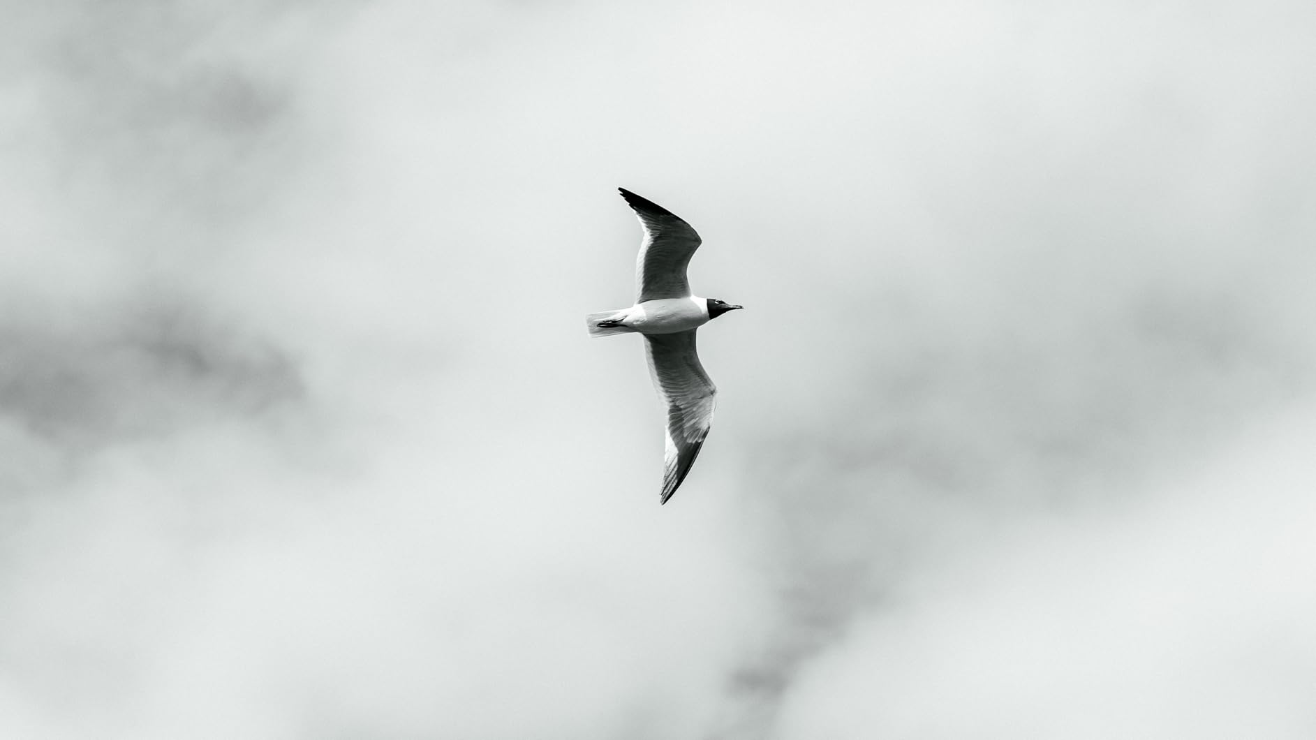 Canon RF 24-105mm f/4L IS USM Lens, Black - 2963C002 - Customer Photo 1