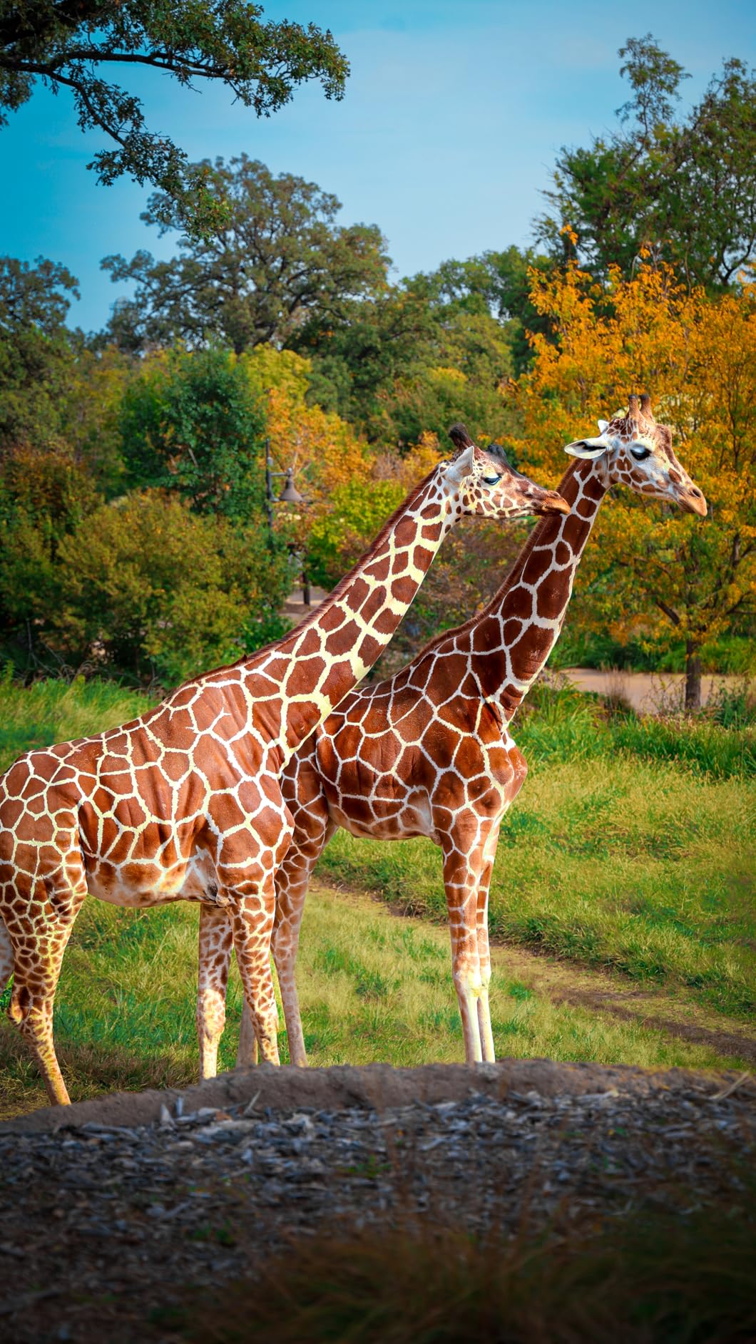 Canon RF 24-105mm f/4L IS USM Lens, Black - 2963C002 - Customer Photo 2