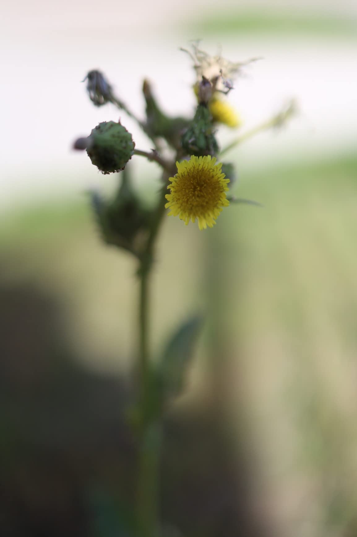 Canon RF35mm F1.8 is Macro STM Lens - Customer Photo 5