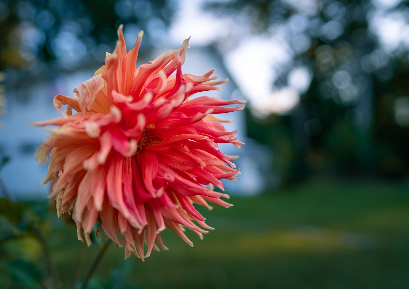 Sony E-mount FE 24mm F1.4 GM Full Frame Wide-angle Prime Lens (SEL24F14GM), Black - Customer Photo 3