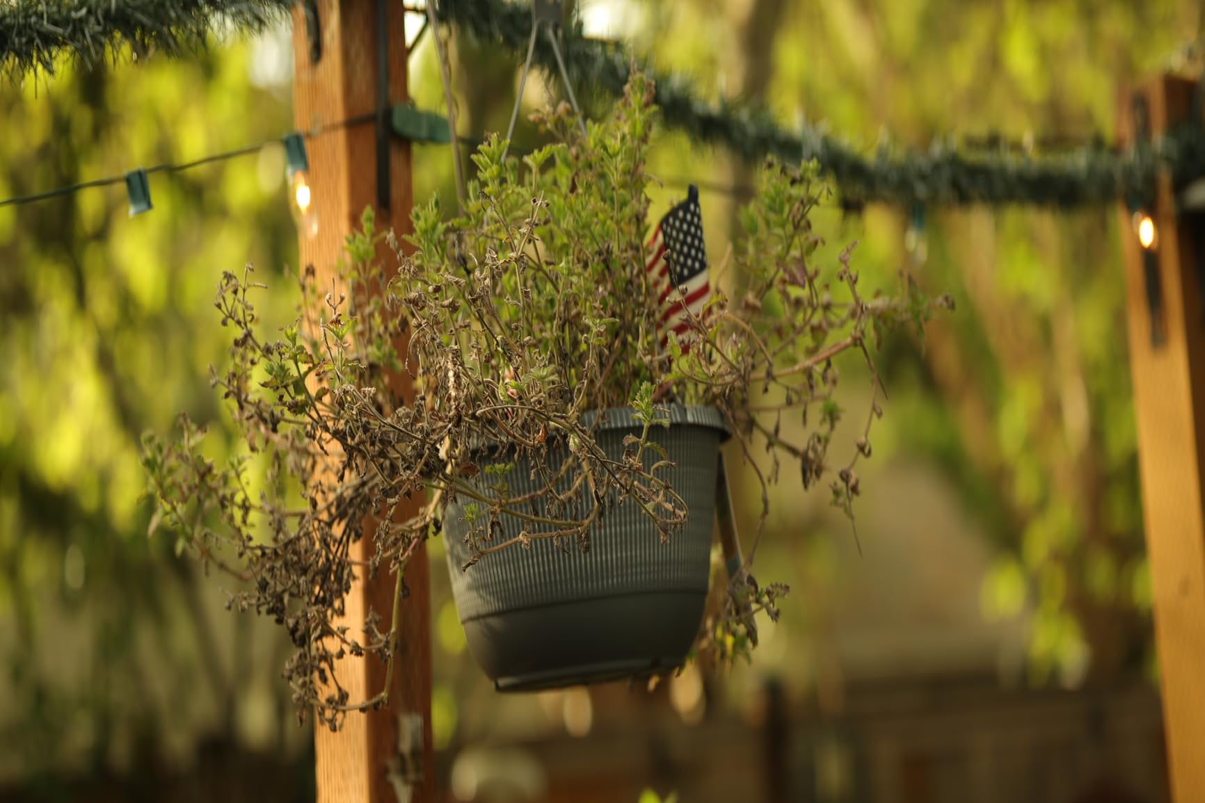 SIRUI 75mm F1.8 1.33X APS-C Anamorphic Lens for MFT Mount, Blue Flare - Customer Photo 1