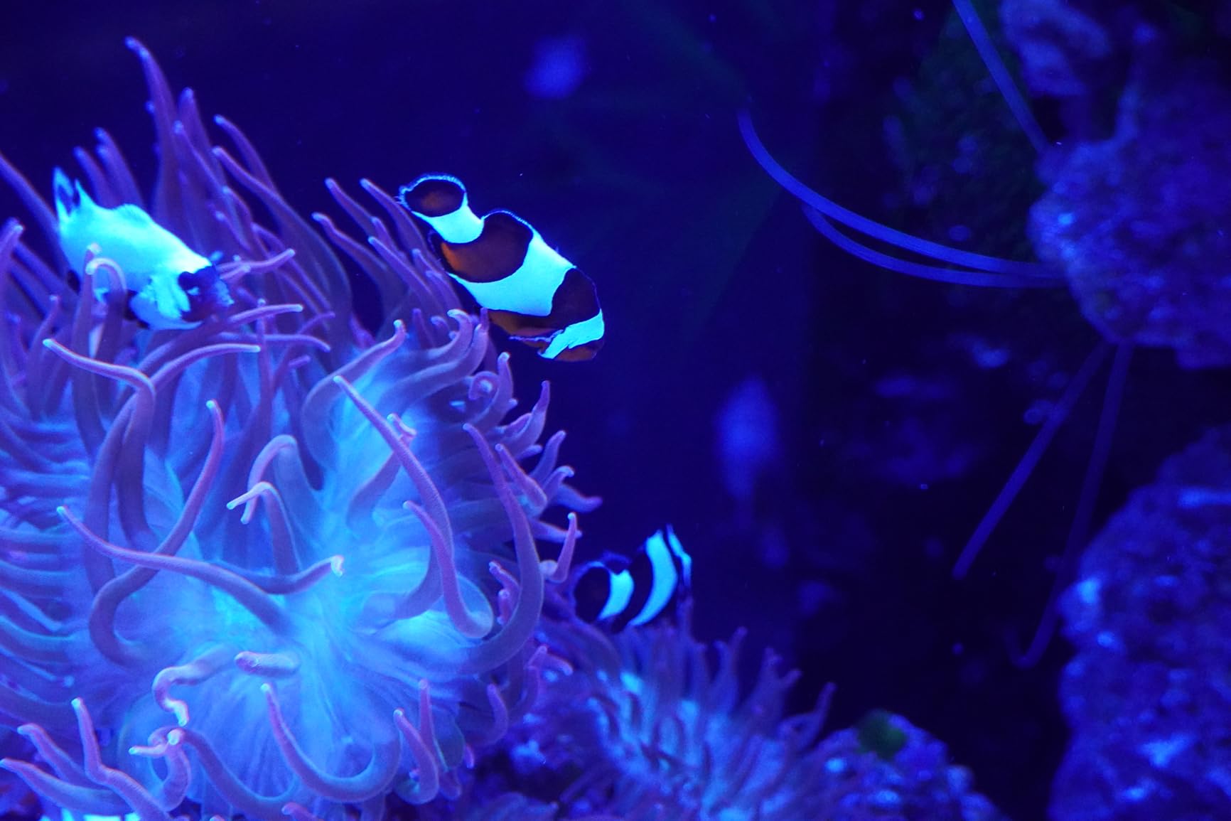 Sony Alpha a6400 Mirrorless Camera: Compact APS-C Interchangeable Lens Digital Camera with Real-Time Eye Auto Focus, 4K Video, Flip Screen & 18-135mm - E Mount Compatible Cameras ILCE-6400M/B - Customer Photo 4