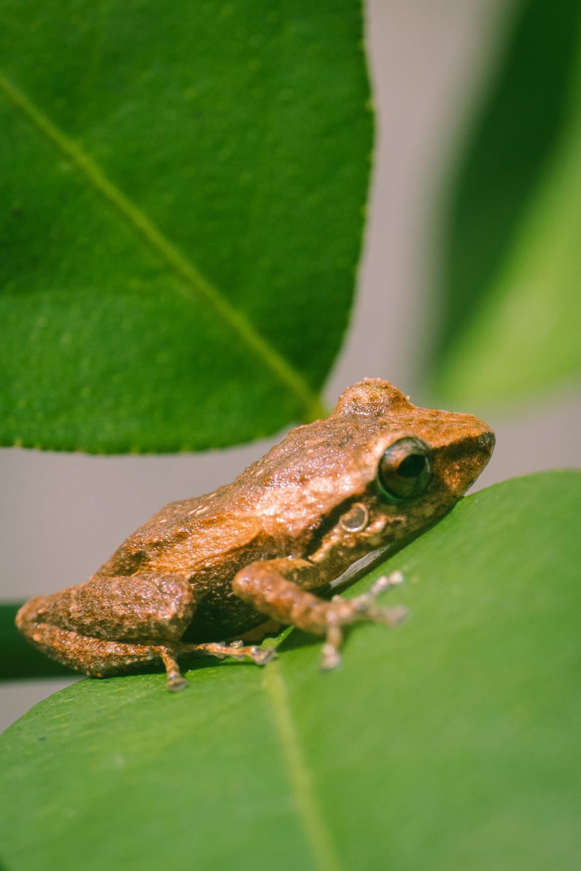 Panasonic LUMIX S 24-105mm F4 Lens, Full-Frame L Mount, Optical Image Stabilizer and Rugged Dust/Splash/Freeze-Resistant S-R24105 (USA), Black - Customer Photo 2