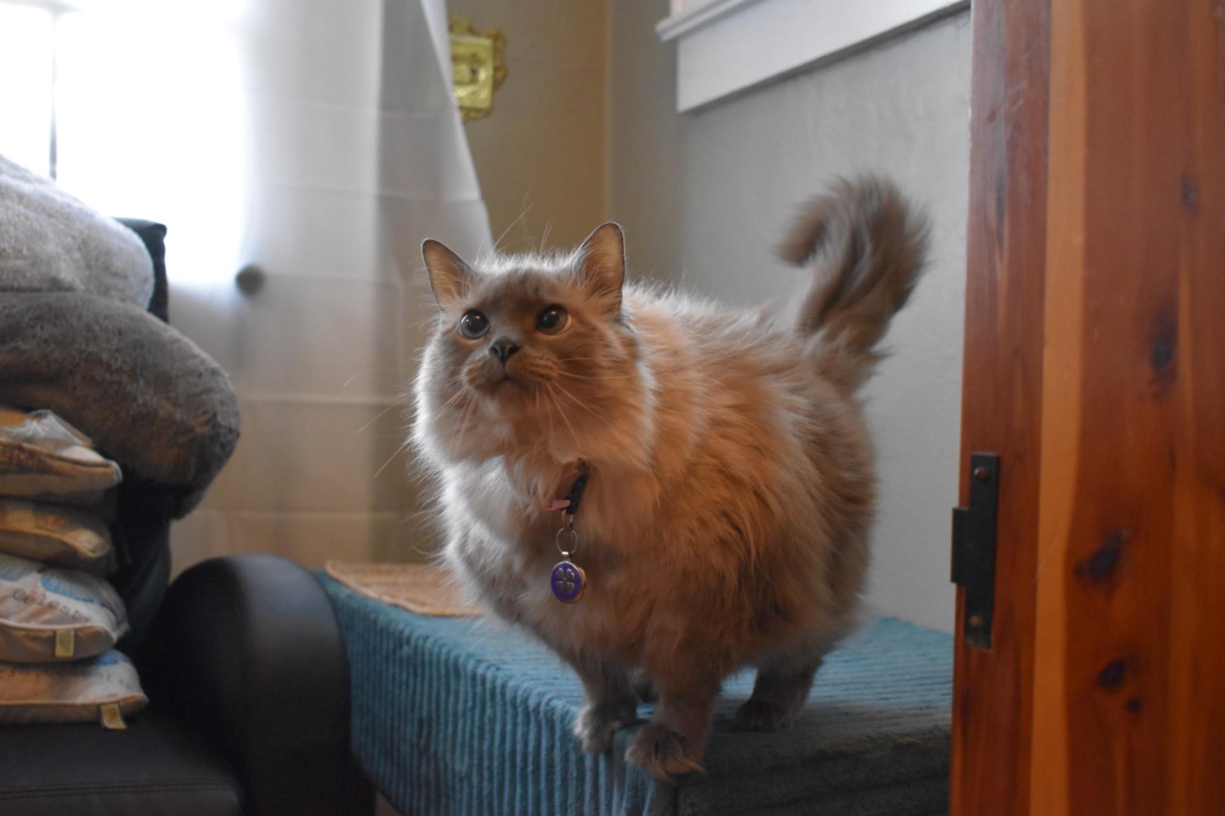 Nikon D3500 24.2MP DSLR Camera with AF-P DX NIKKOR 18-55mm f/3.5-5.6G VR Lens (1590B) – (Renewed) - Customer Photo 1