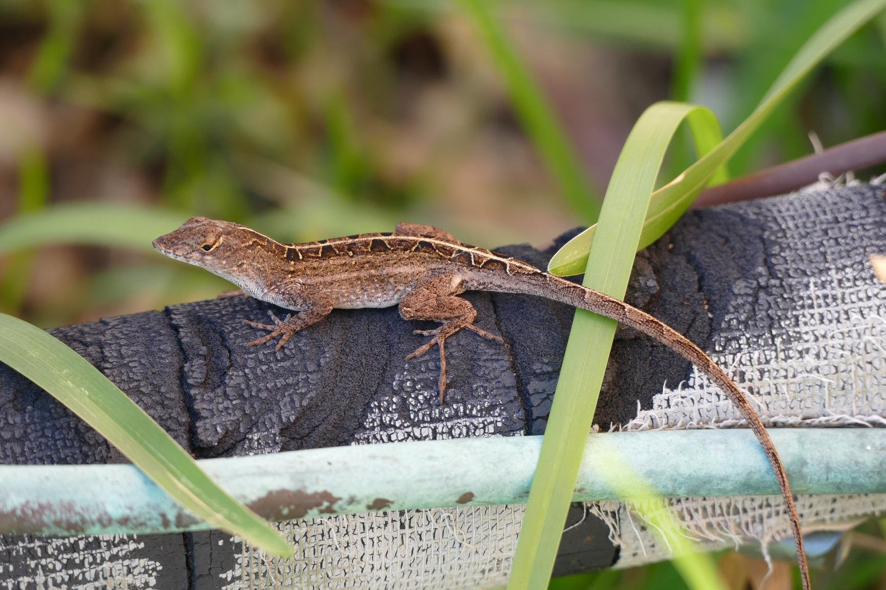 Panasonic LUMIX FZ1000 II 20.1MP Digital Camera, 16x 25-400mm LEICA DC Lens, 4K Video, Optical Image Stabilizer and 3.0-inch Display – Point and Shoot Camera - DC-FZ1000M2 (Black) - Customer Photo 2