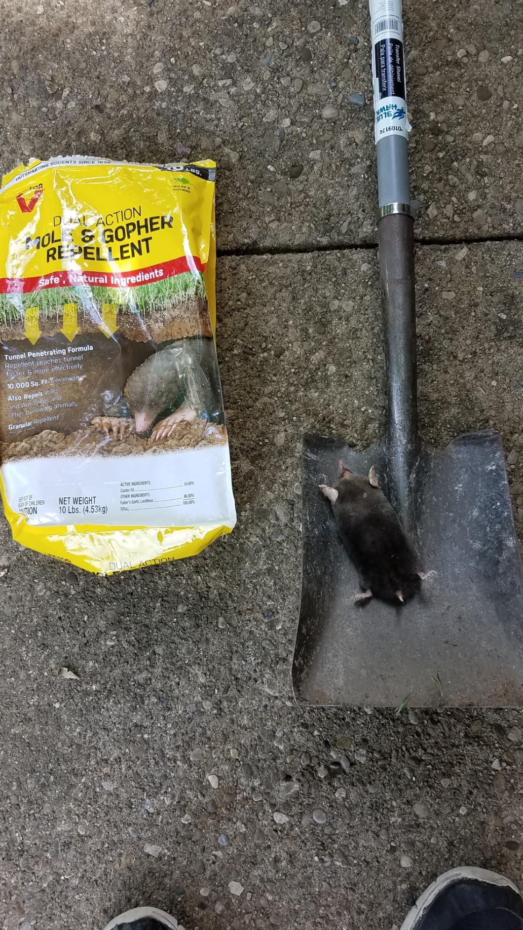 Victor Mole and Gopher Repellent - Repels Mole, Gopher, Vole, and Other Burrowing Animals - Repel Rodents Outdoors - M7002-2 - 10 lb Bag - Customer Photo 1