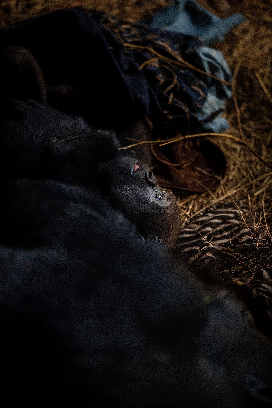 Canon RF 85mm F1.2 L USM Lens - Customer Photo 2