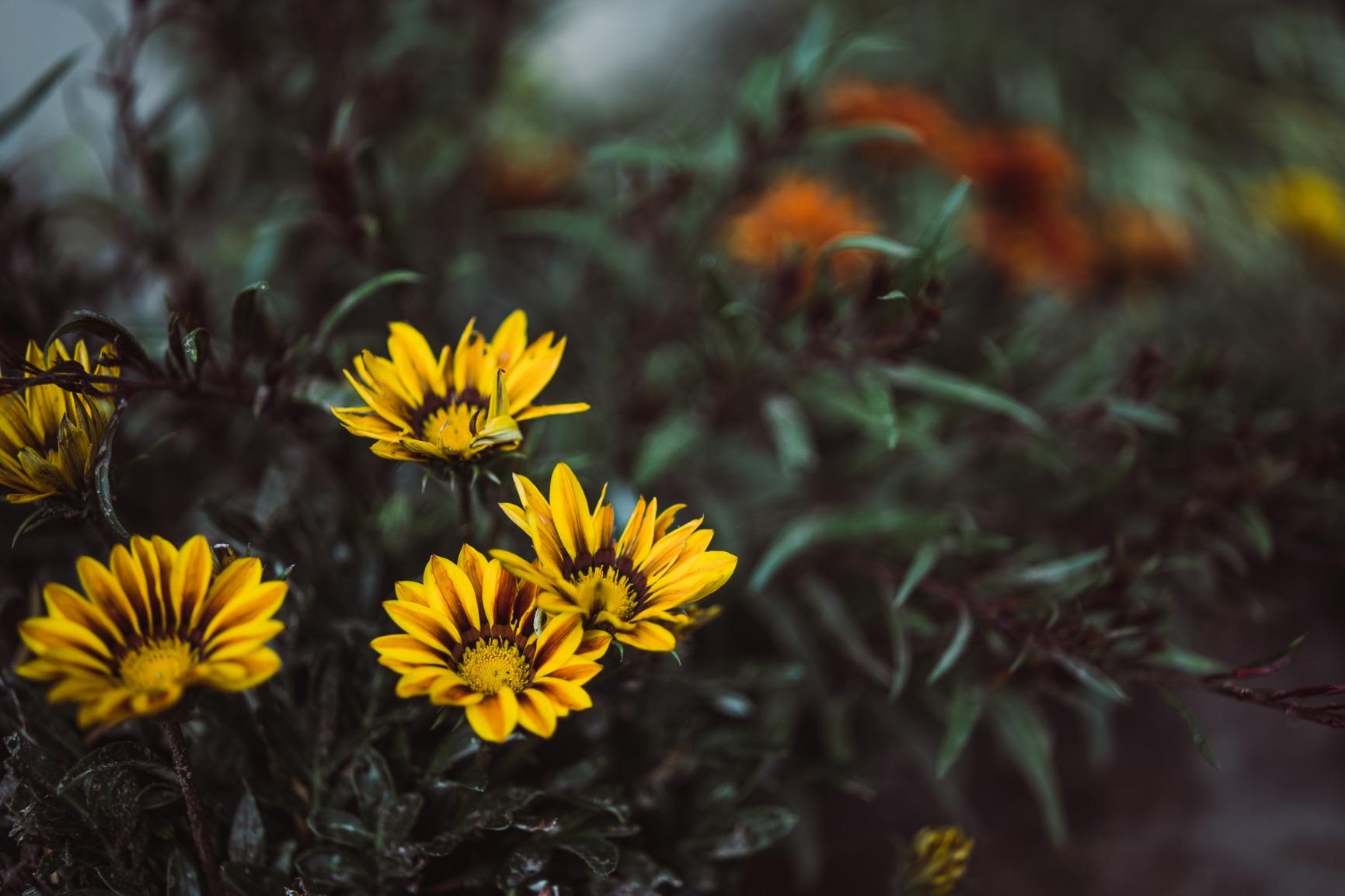 Samyang 45mm F1.8 Auto-Focus Compact Lens for Sony E-Mount - Bright F1.8 Aperture, 9-Blade Diaphragm, Ultra Multi-Coated Optics, 49mm Filter Thread, Metal Barrel, Lightweight - Customer Photo 2