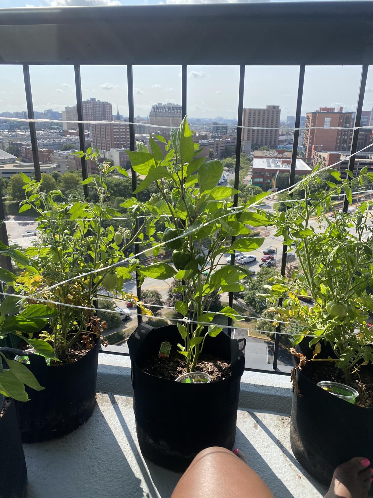 JERIA 12-Pack 7 Gallon, Vegetable/Flower/Plant Grow Bags, Aeration Fabric Pots with Handles (Black), Come with 12 Pcs Plant Labels - Customer Photo 1