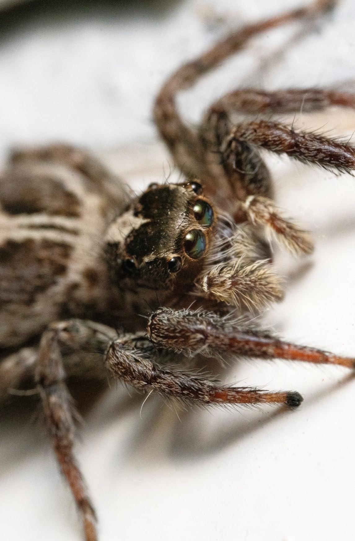 Laowa 100mm f/2.8 2X Ultra Macro APO SLR Macro Lens (Black) Full Frame - for Sony E - Customer Photo 1