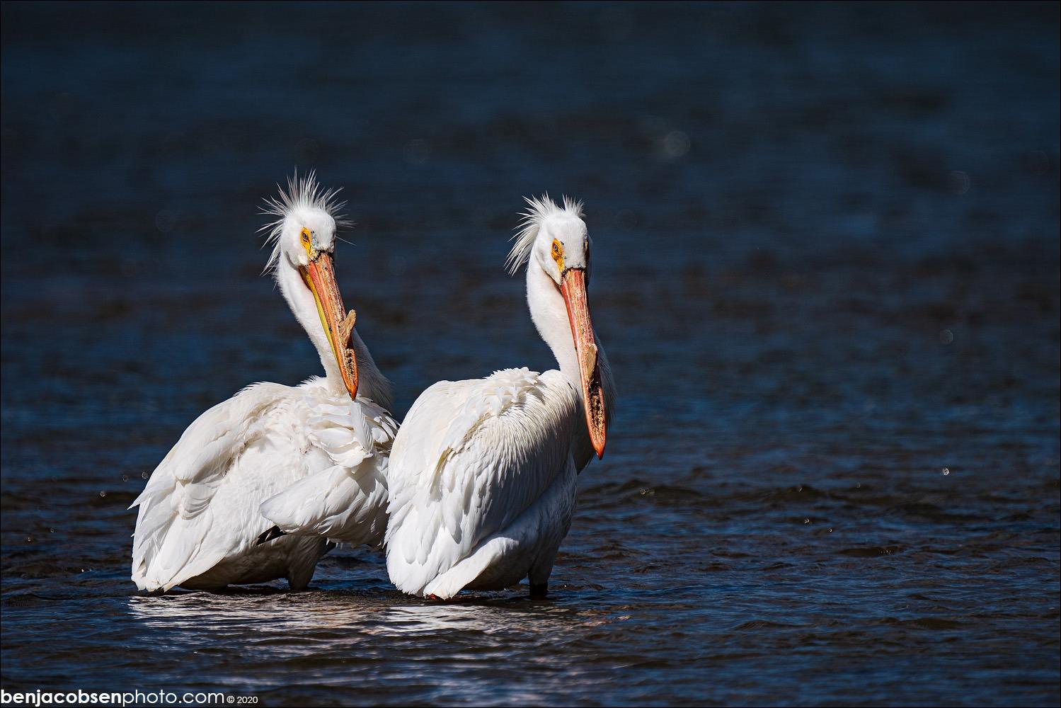 Sony FE 200-600mm F5.6-6.3 G OSS Super Telephoto Zoom Lens (SEL200600G) - Customer Photo 3