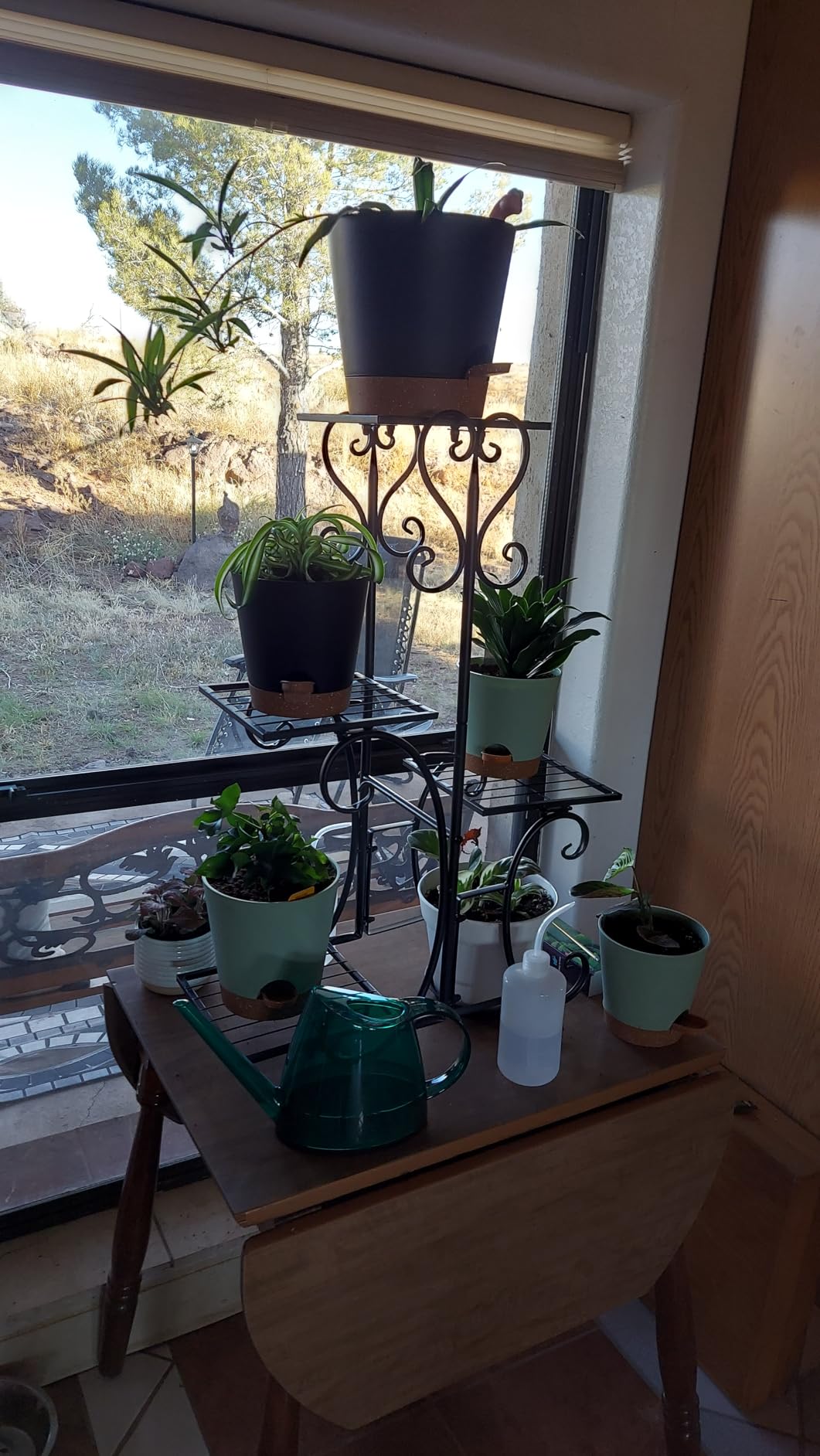 WhaleLife Indoor Watering Can for House Bonsai Plants (1.4L, Green) - Customer Photo 2