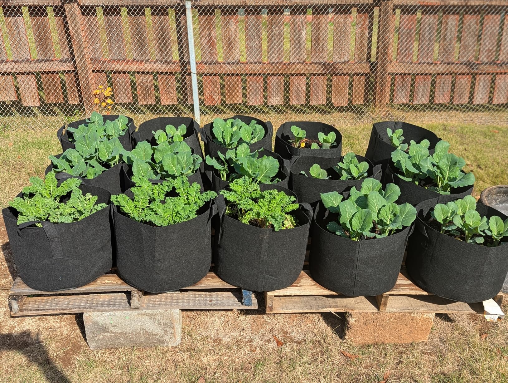 PHYEX 12-Pack 10 Gallon Grow Bags, Heavy Duty Fabric Pots with Handles, Reusable Plant Bags for Vegetable, Herbs & Flowers, BPA-Free, Breathable, Durable - Customer Photo 2