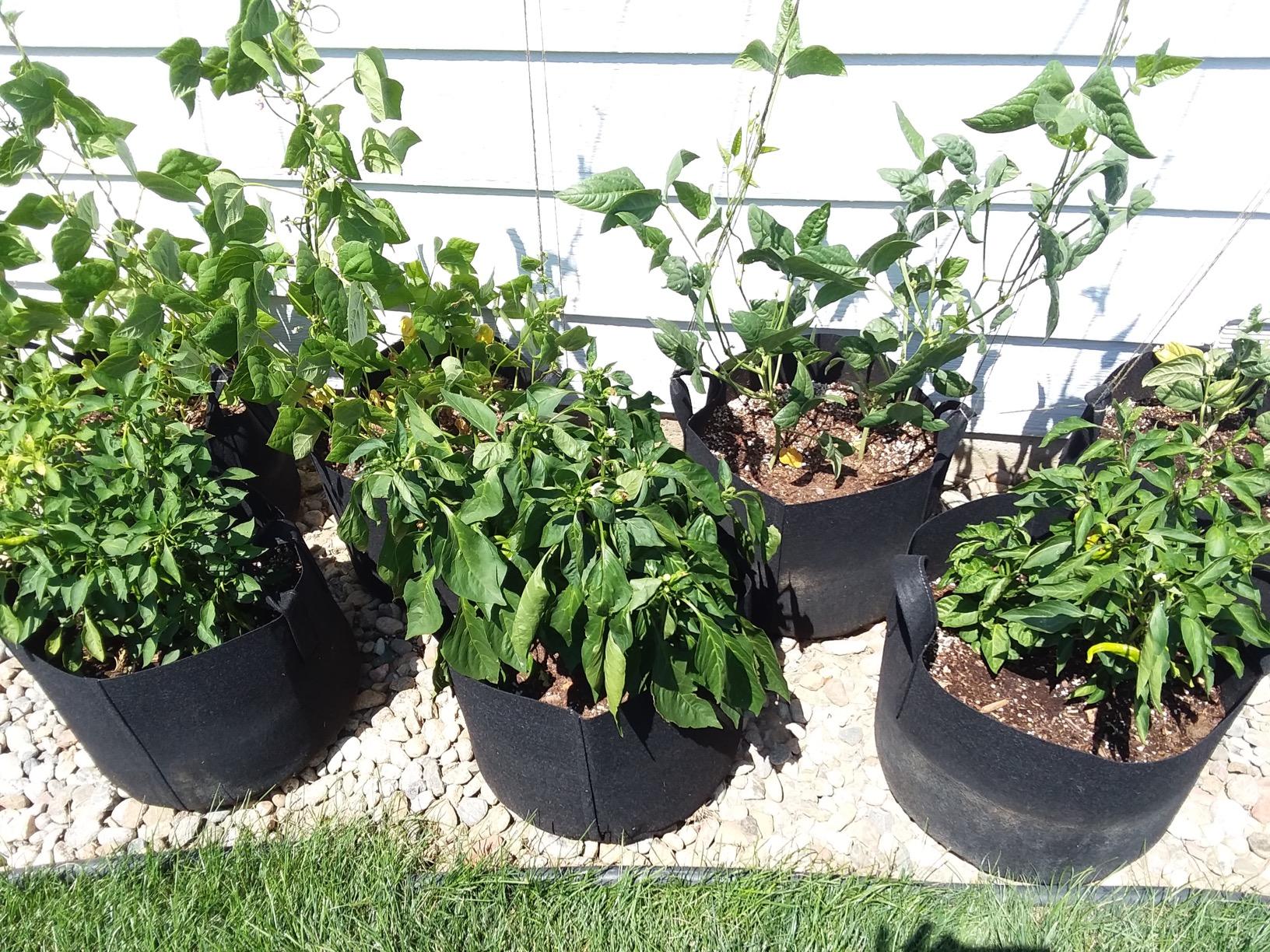 PHYEX 12-Pack 10 Gallon Grow Bags, Heavy Duty Fabric Pots with Handles, Reusable Plant Bags for Vegetable, Herbs & Flowers, BPA-Free, Breathable, Durable - Customer Photo 5