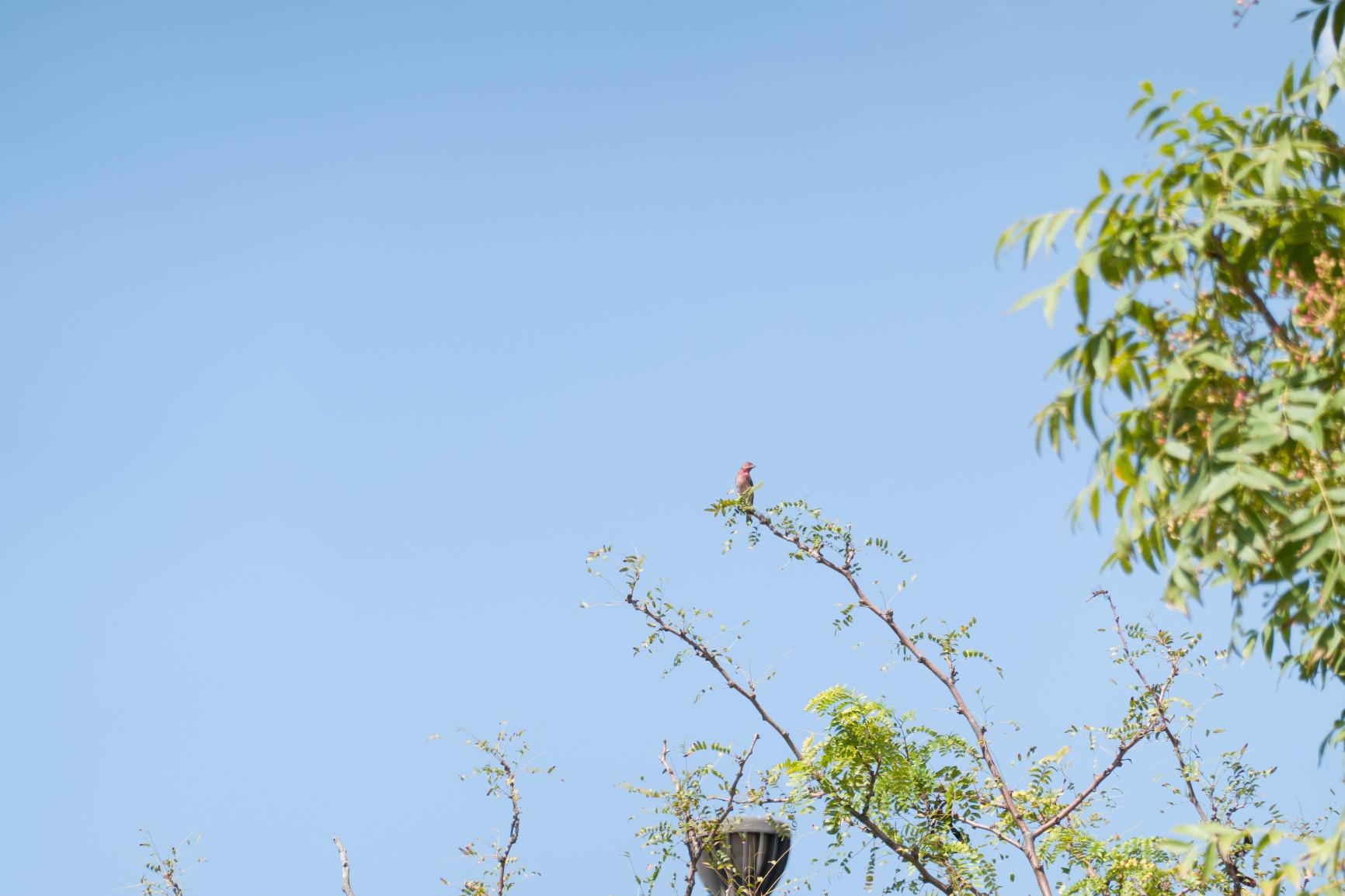 Sony RX100 VII Premium Compact Camera with 1.0-type stacked CMOS sensor (DSCRX100M7) - Customer Photo 2