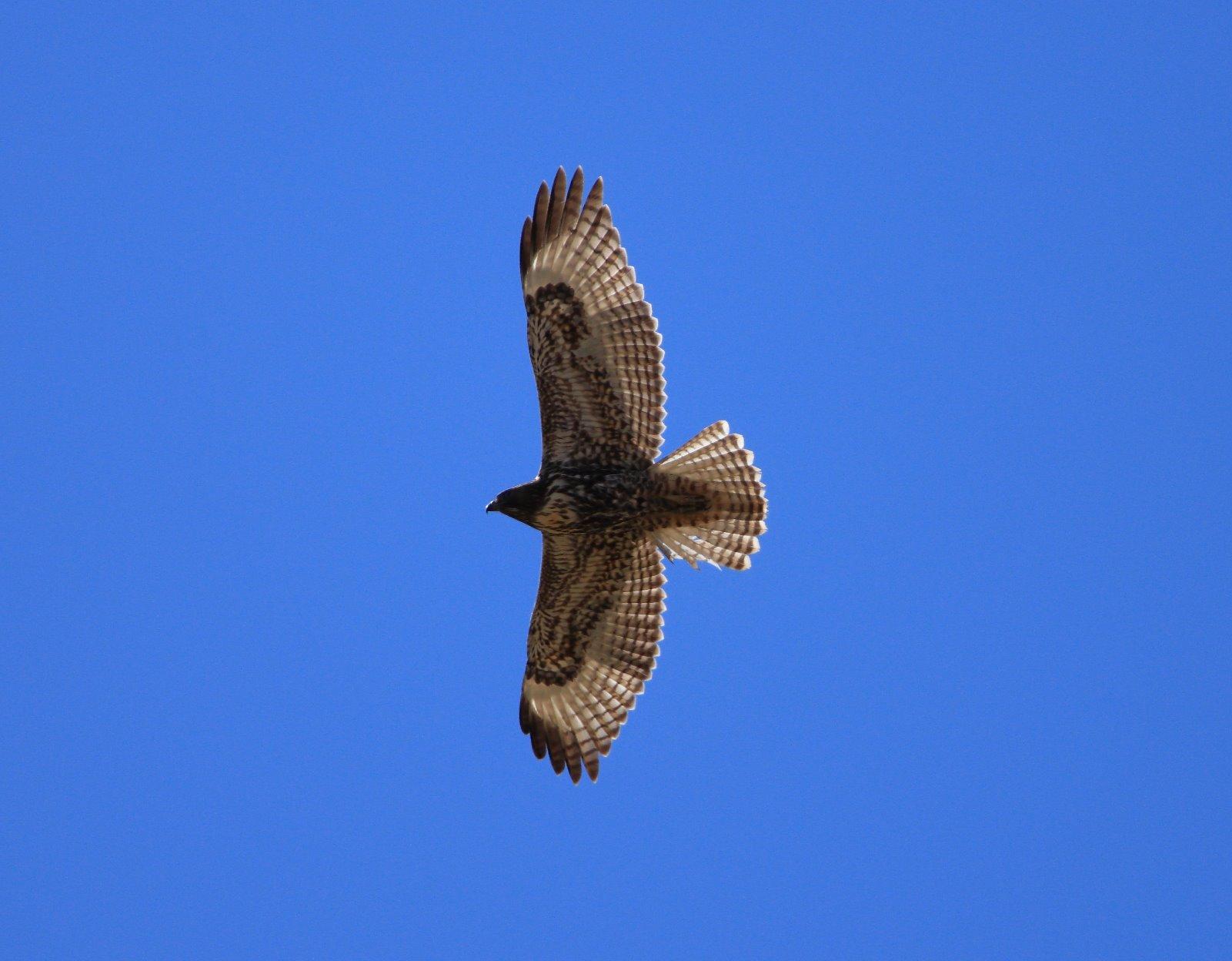 Canon DSLR Camera [EOS 90D] with Built-in Wi-Fi, Bluetooth, DIGIC 8 Image Processor, 4K Video, Dual Pixel CMOS AF, and 3.0 Inch Vari-Angle Touch LCD Screen, [Body Only], Black - Customer Photo 2