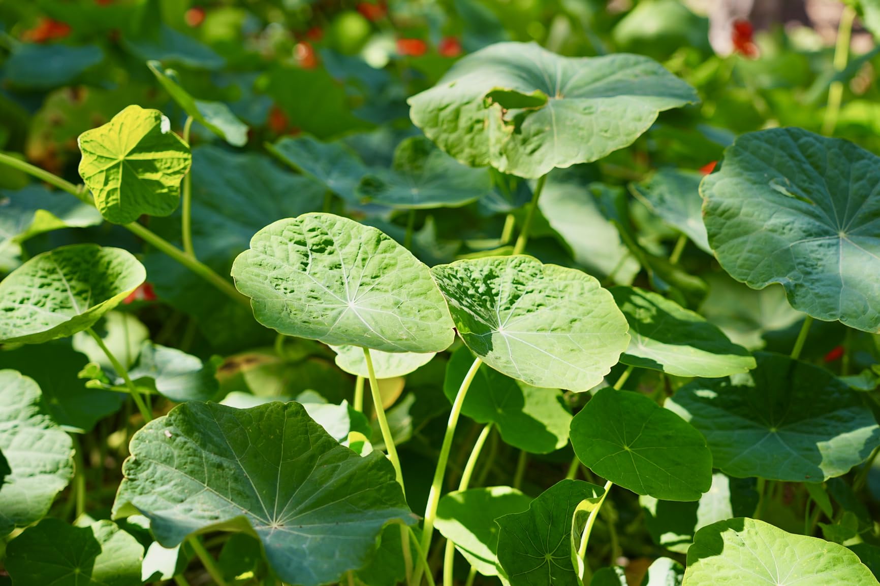 Sony SEL1655G Alpha 16-55mm F2.8 G Standard Zoom APS-C Lens - Customer Photo 1