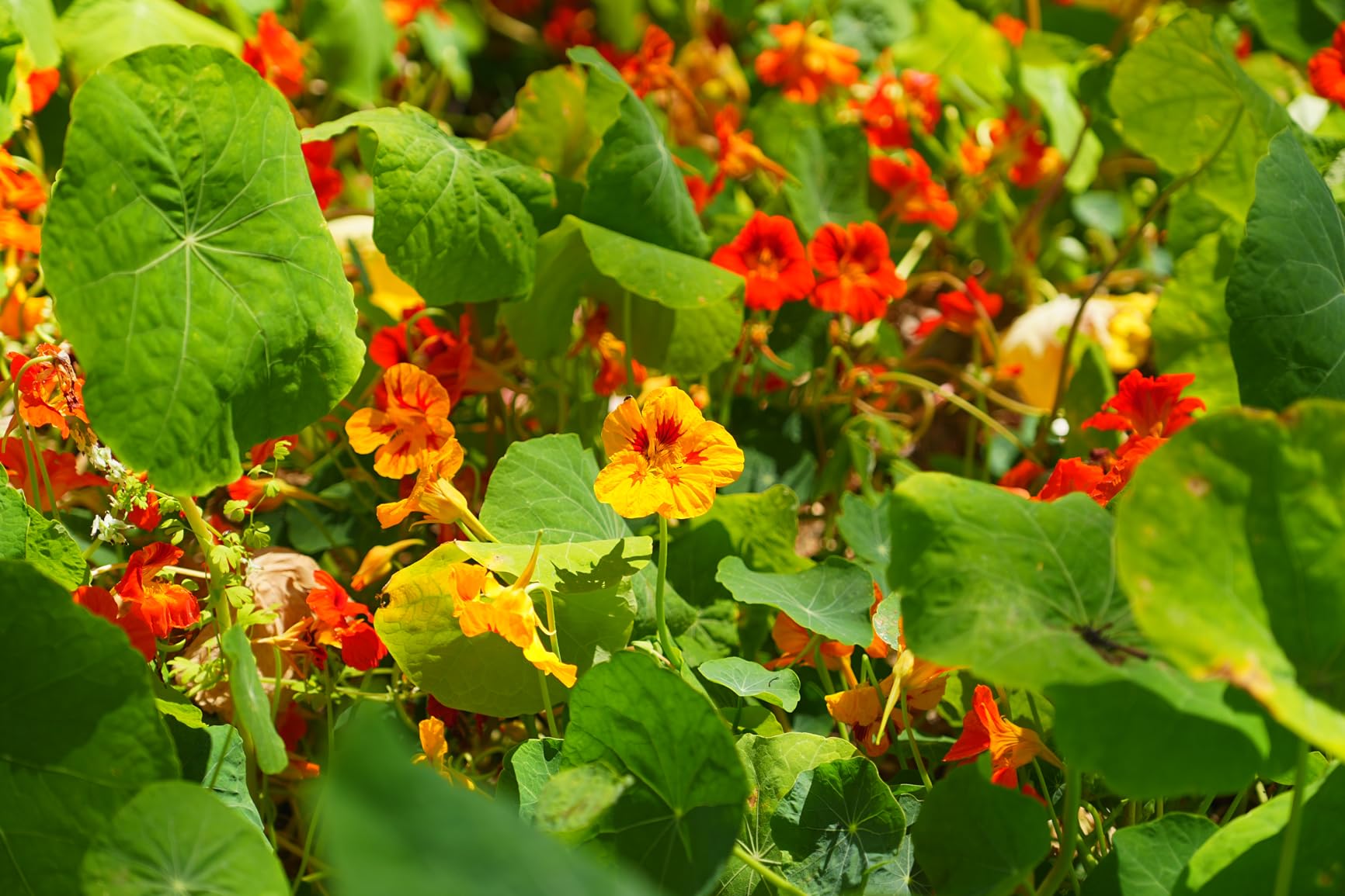 Sony SEL1655G Alpha 16-55mm F2.8 G Standard Zoom APS-C Lens - Customer Photo 2