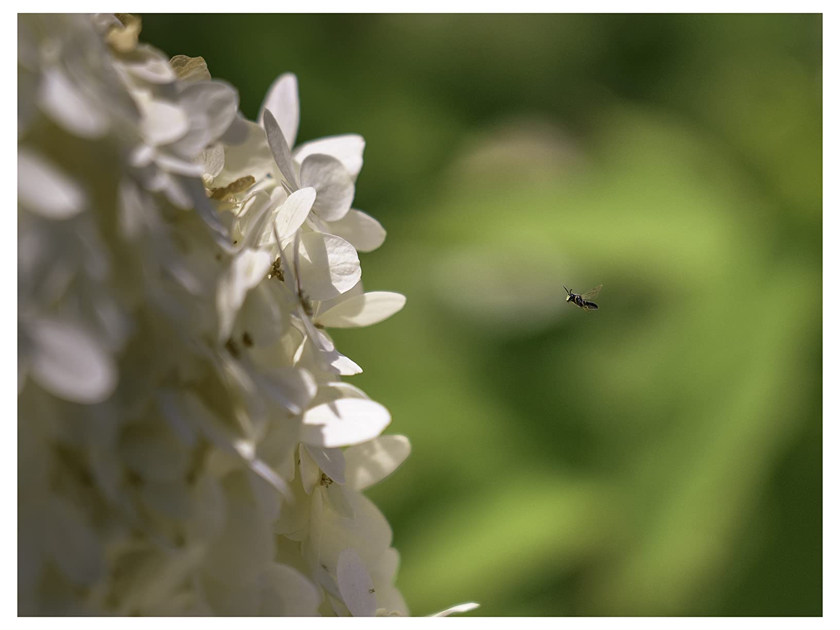 Sony - FE 24-105mm F4 G OSS Standard Zoom Lens - Customer Photo 2