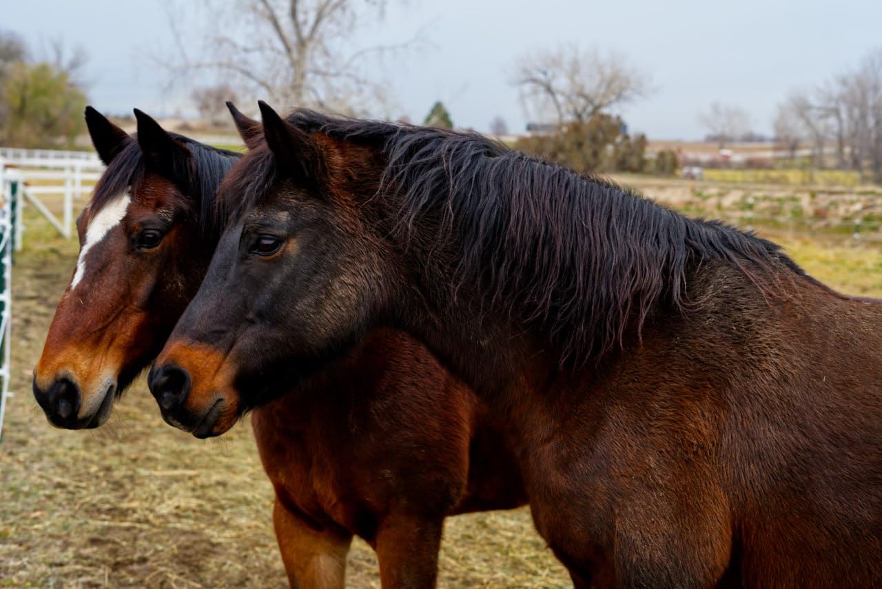 Sony FE 50mm F1.8 Standard Lens (SEL50F18F/2) - Customer Photo 2