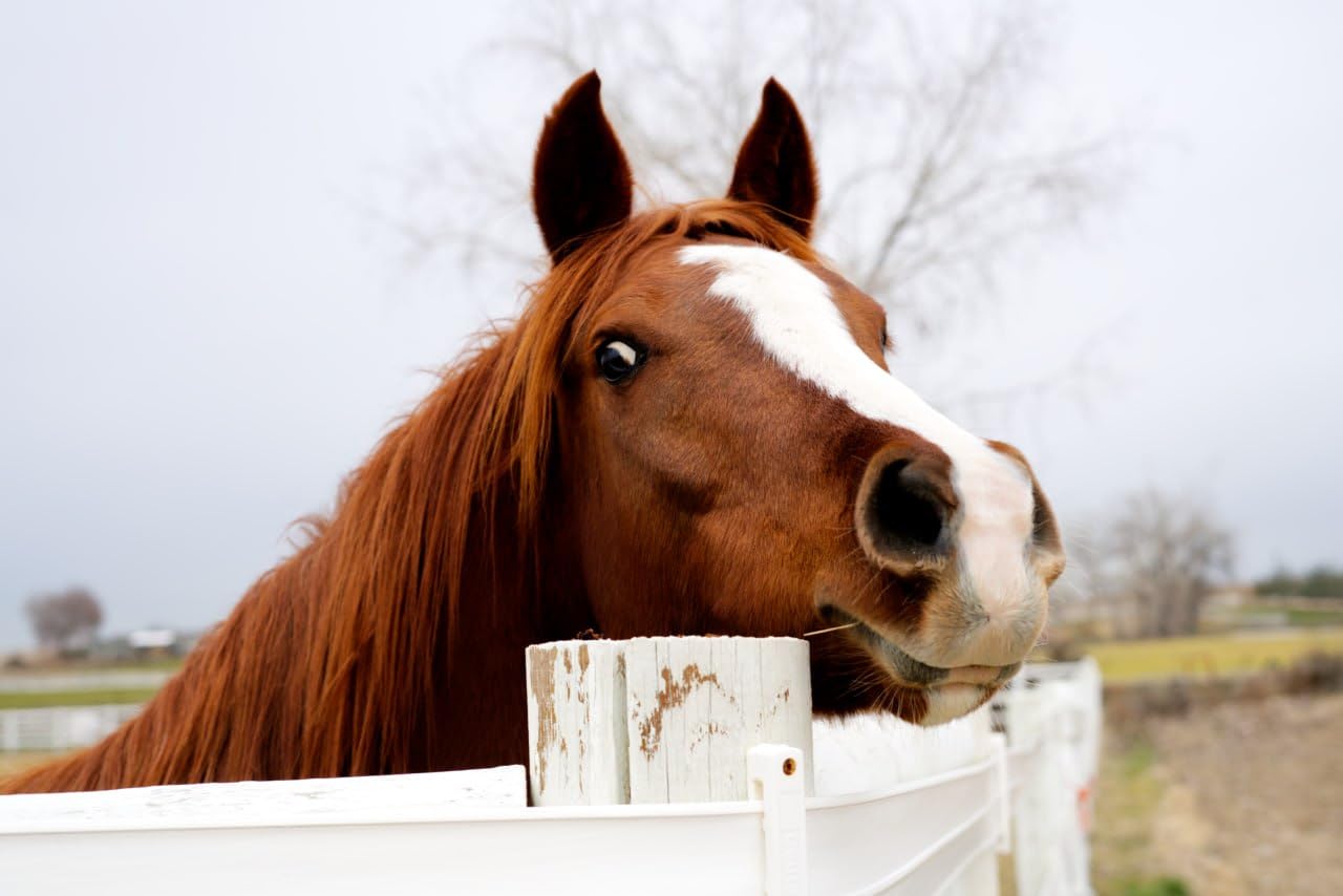 Sony FE 50mm F1.8 Standard Lens - Customer Photo 3