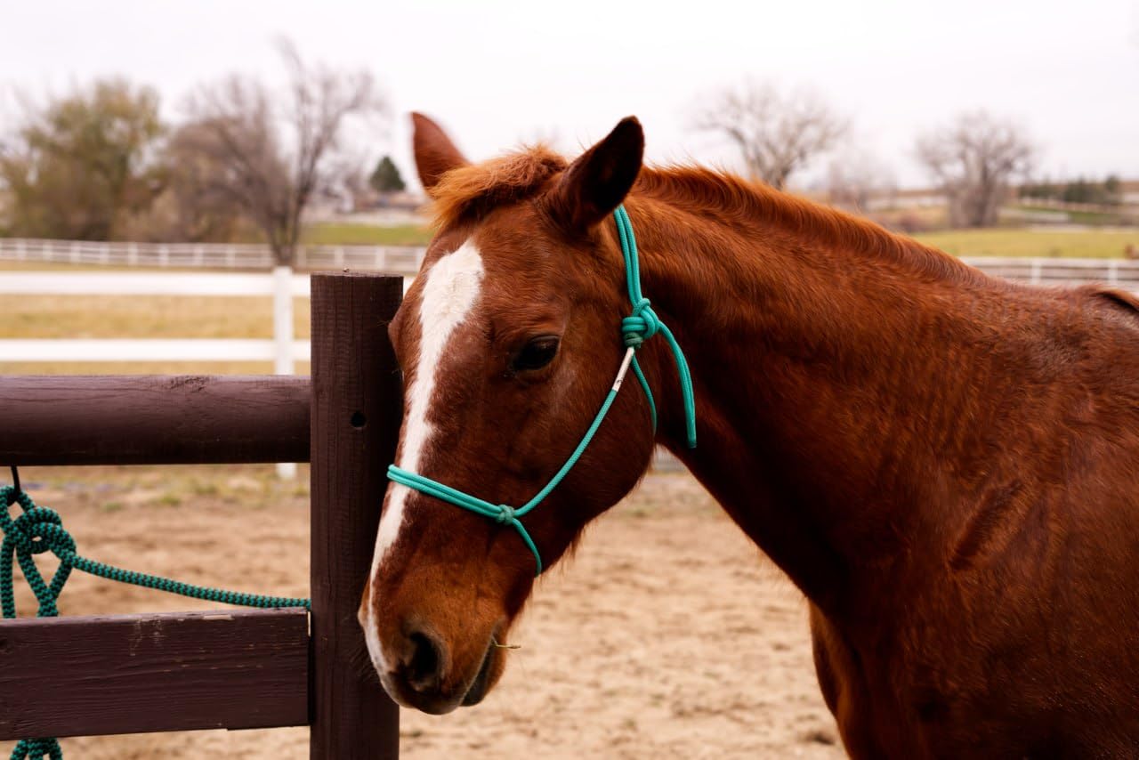 Sony FE 50mm F1.8 Standard Lens - Customer Photo 4