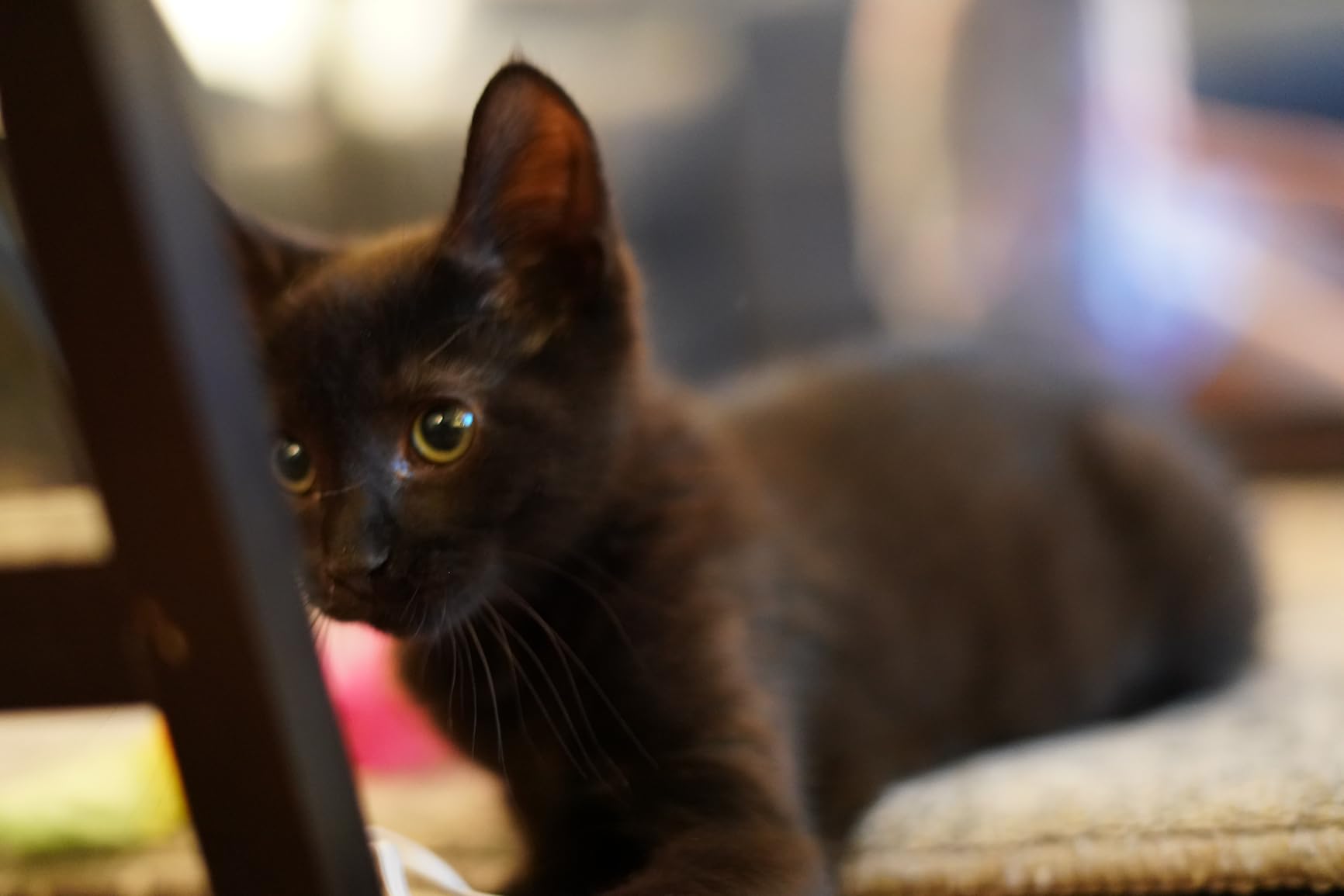 Sony FE 50mm F1.8 Standard Lens (SEL50F18F/2) - Customer Photo 5