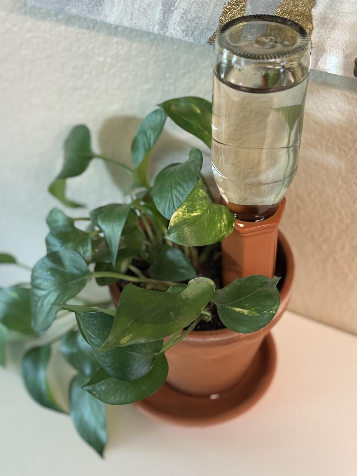 vensovo 10pcs Terracotta Watering Spikes - Automatic Self Watering Stakes, Plant Watering Devices for Wine Bottles Recycled Bottles, Clay Plant Garden Waterers for Vacations - Customer Photo 1