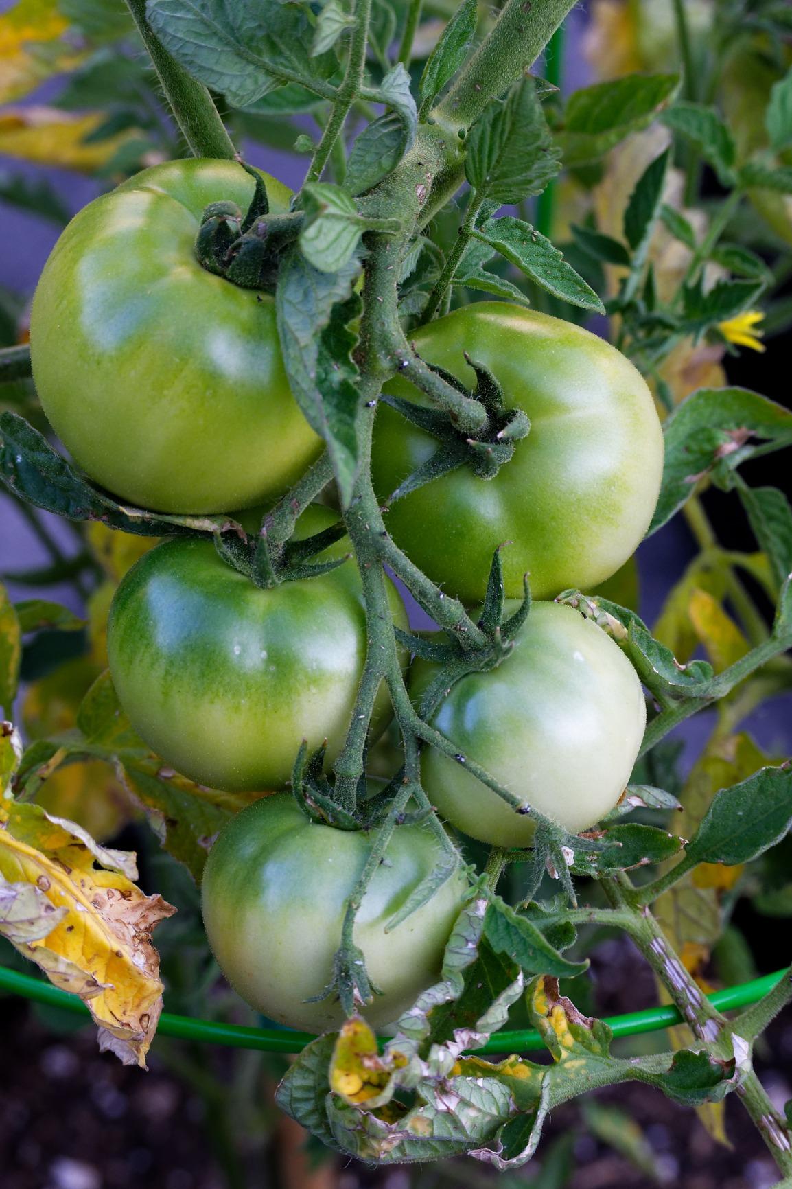 Nikon Z 50 | Compact mirrorless stills/video camera | Nikon USA Model - Customer Photo 1