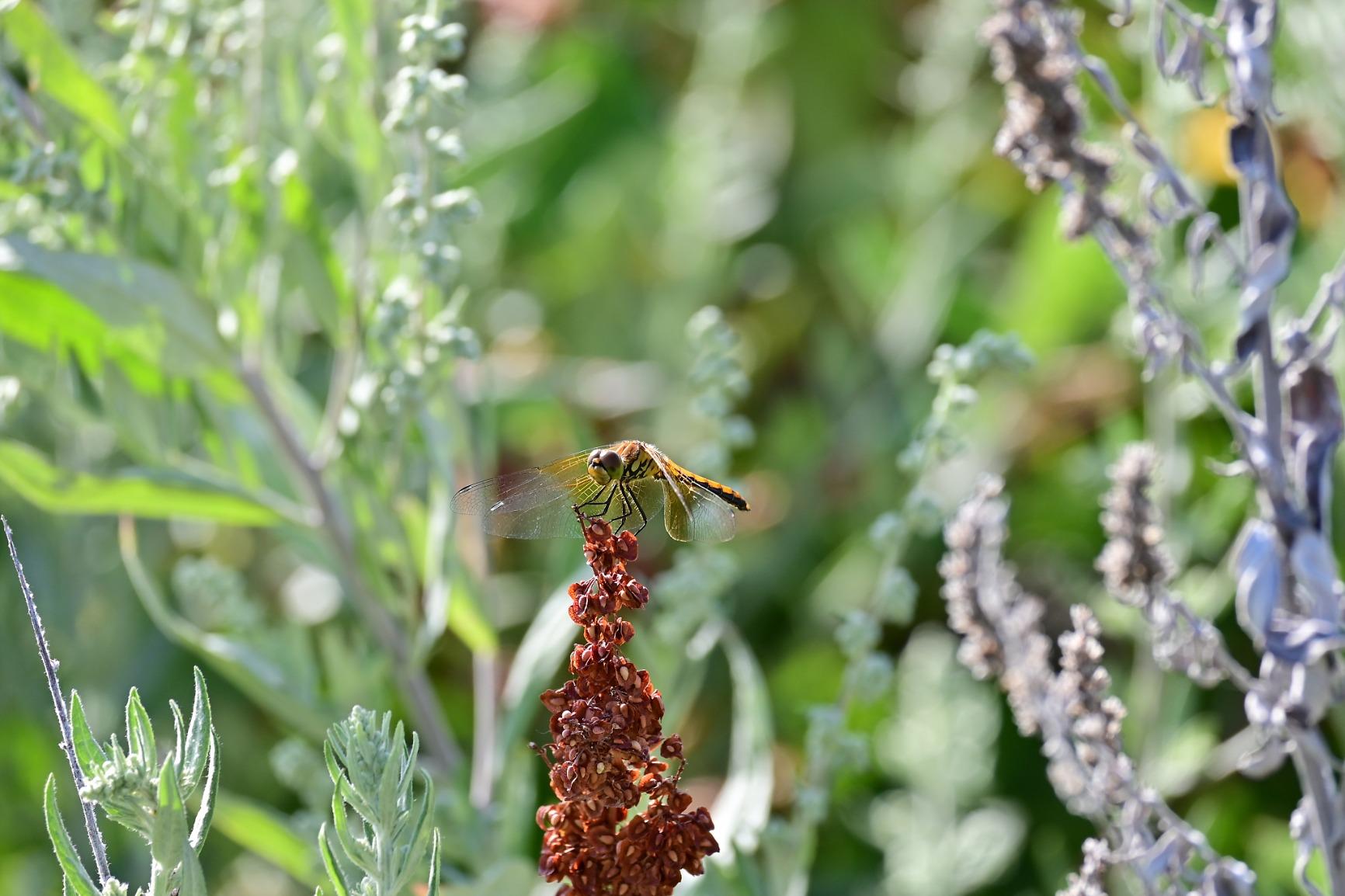 Nikon Z 50 | Compact mirrorless stills/video camera | Nikon USA Model - Customer Photo 2