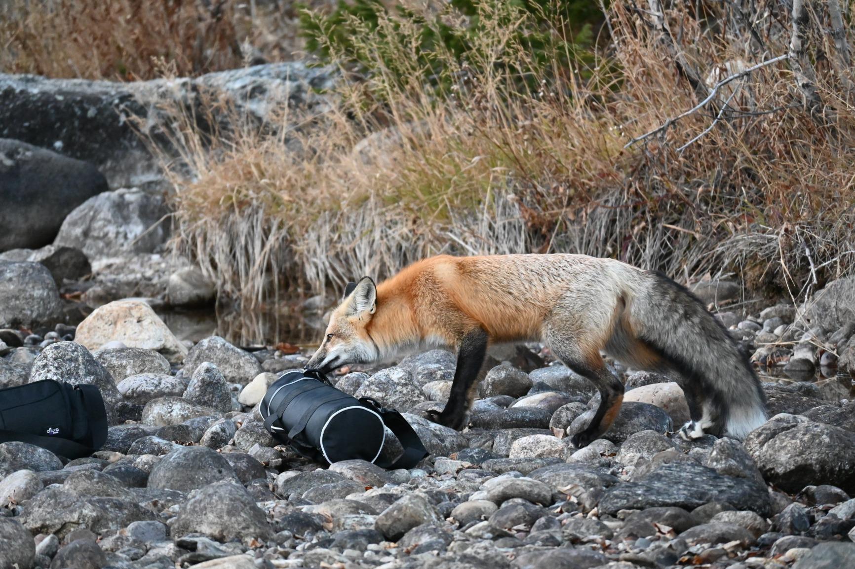 NIKKOR Z DX 50-250mm VR | Compact all-in-one telephoto zoom lens with image stabilization for APS-C size/DX format Z series mirrorless cameras - Customer Photo 1